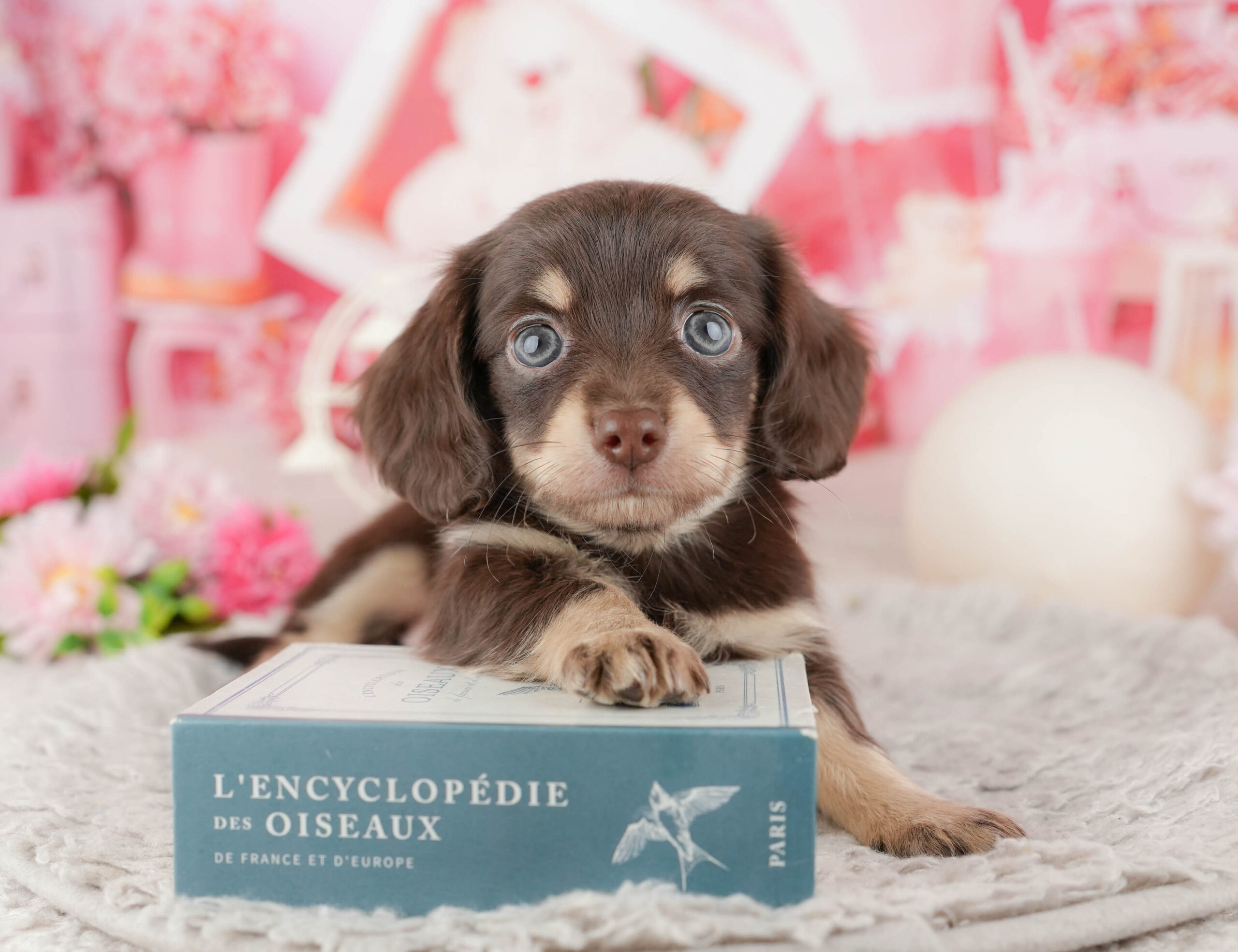 チワックス | 男の子 | チョコレート＆タン | 2025年12月11日