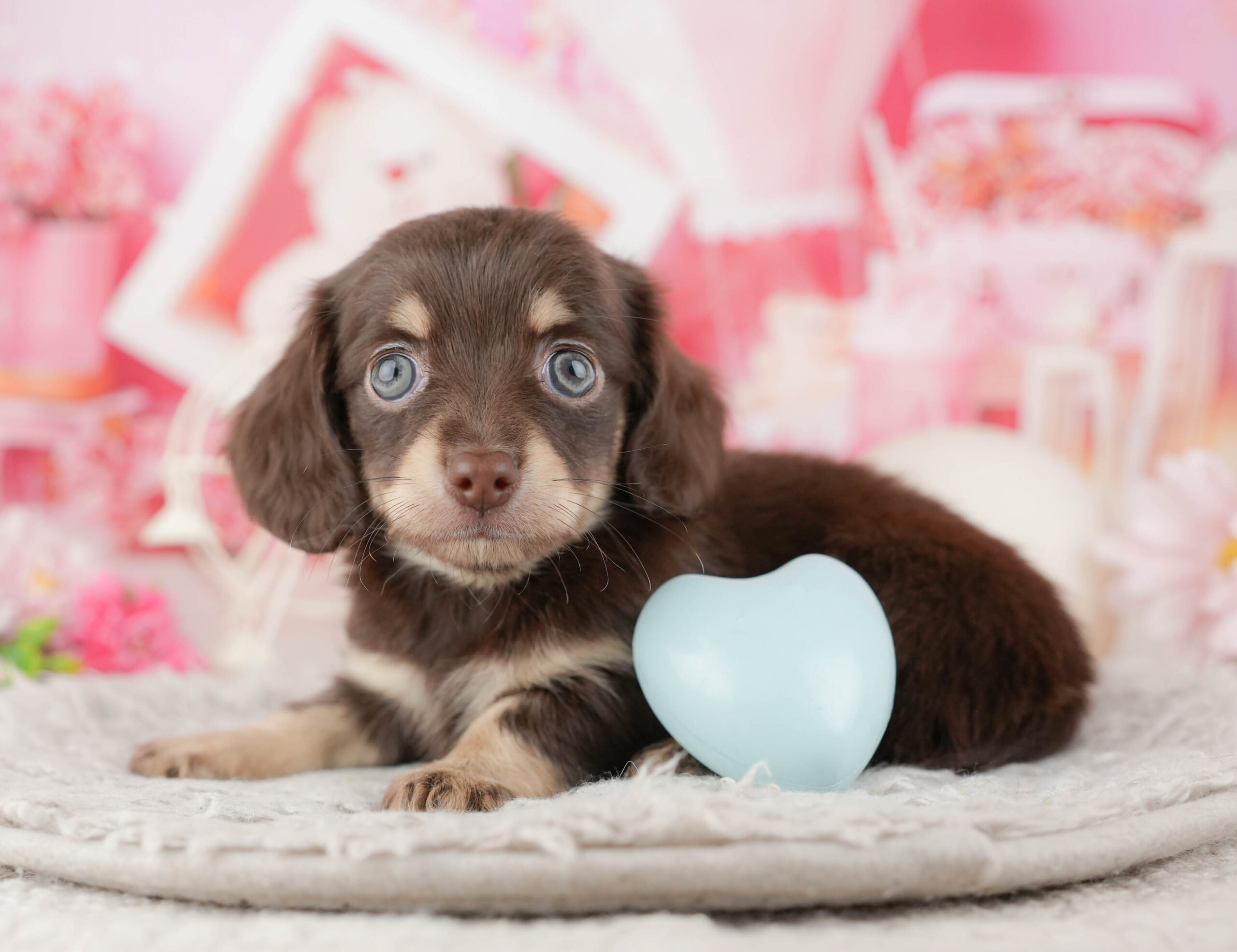 チワックス | 男の子 | チョコレート＆タン | 2025年12月11日