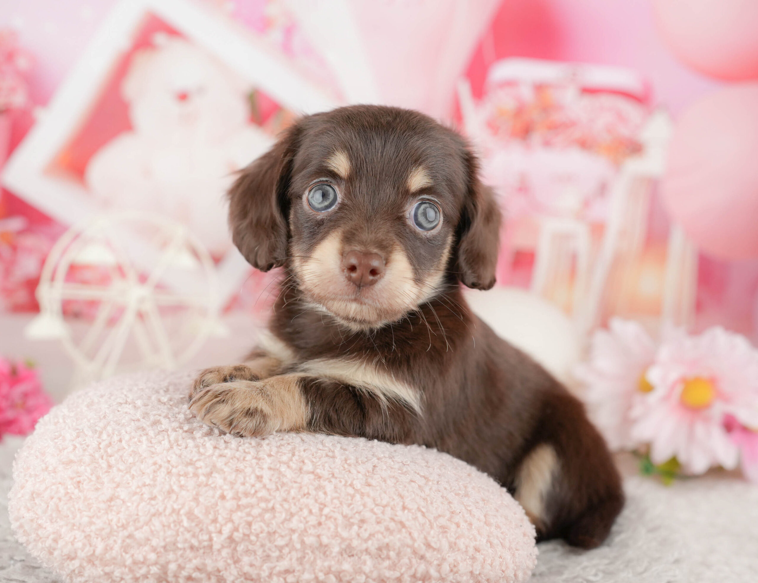 チワックス | 男の子 | チョコレート＆タン | 2025年12月11日