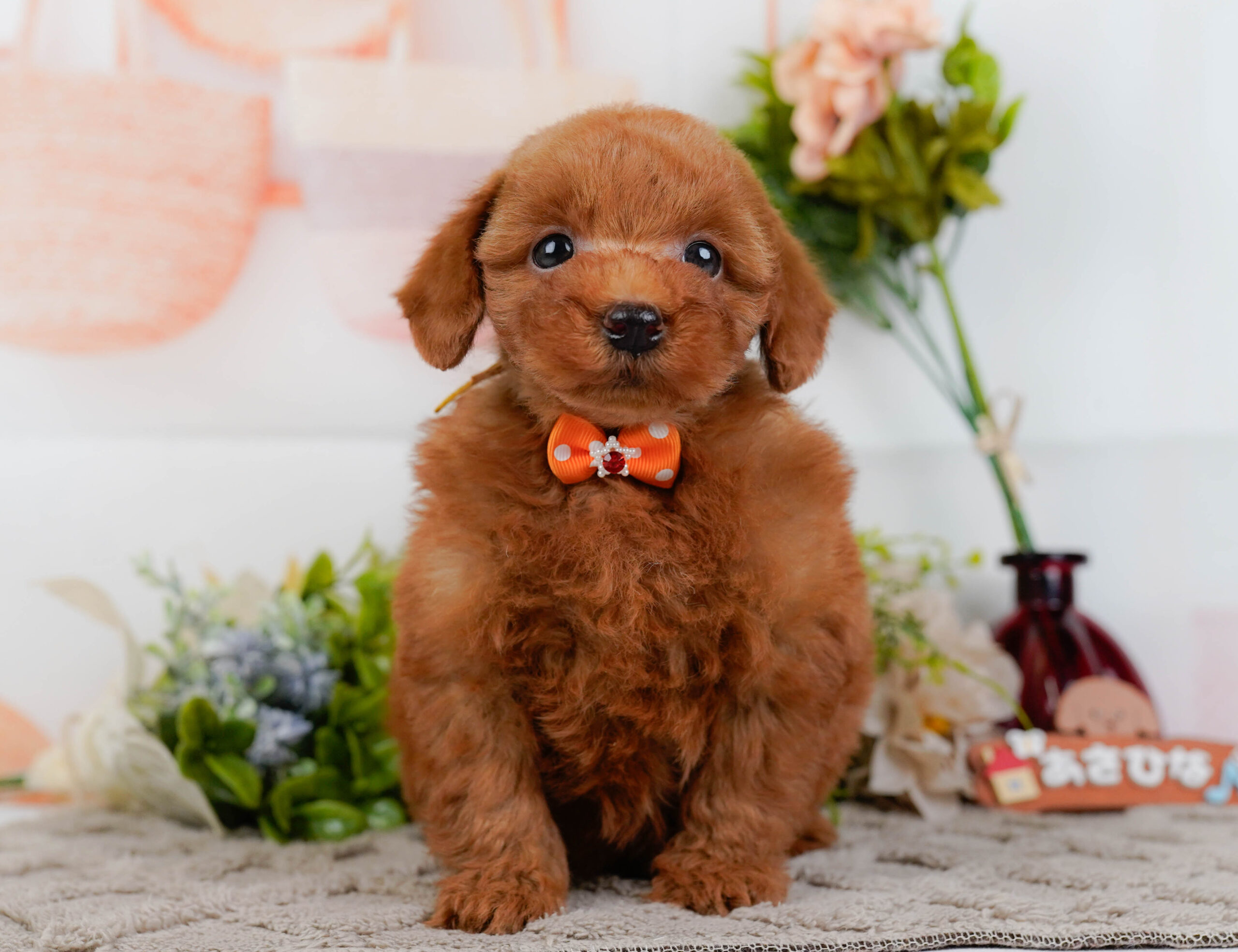 トイ・プードル | 男の子 | レッド | 2025年12月12日