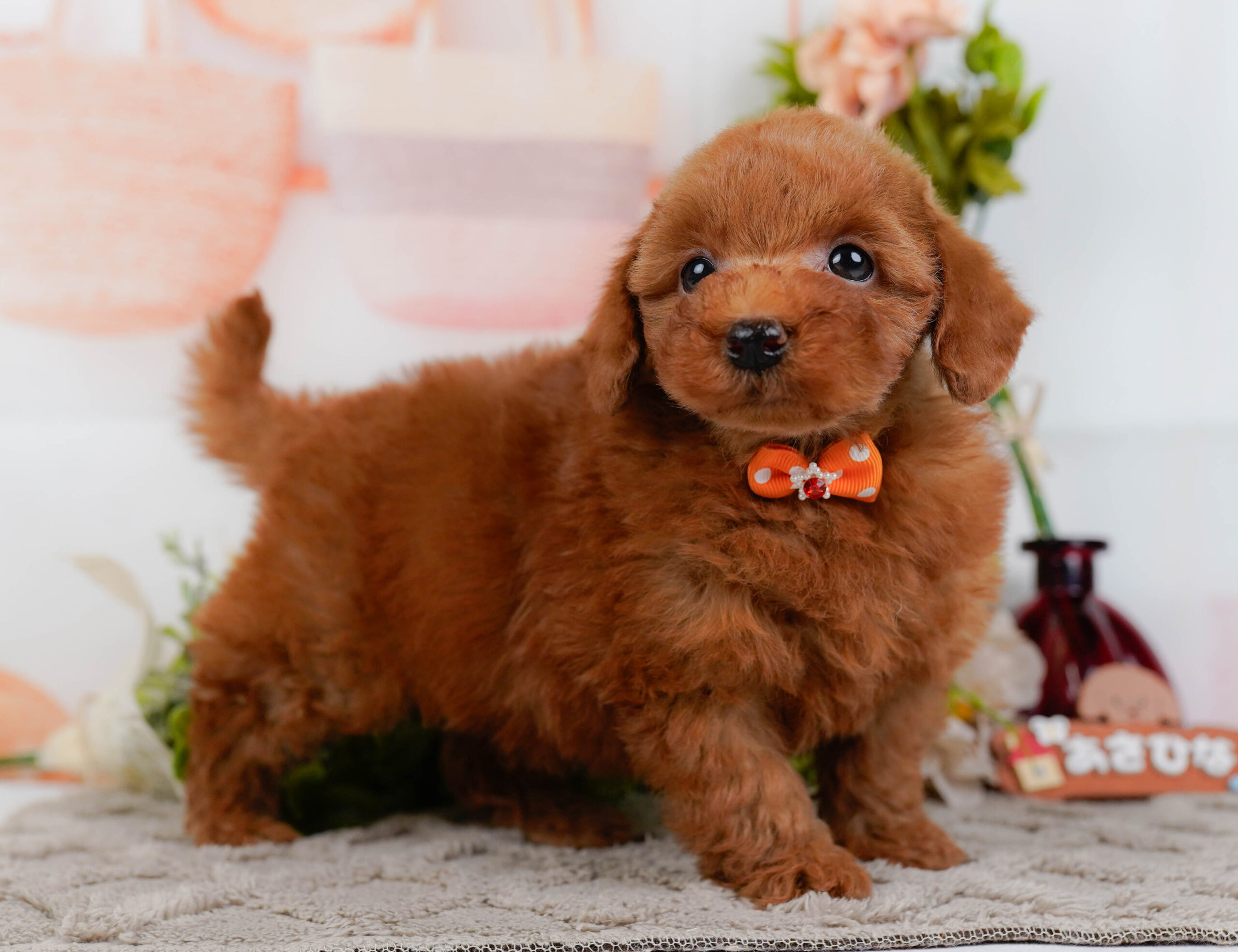 トイ・プードル | 男の子 | レッド | 2025年12月12日