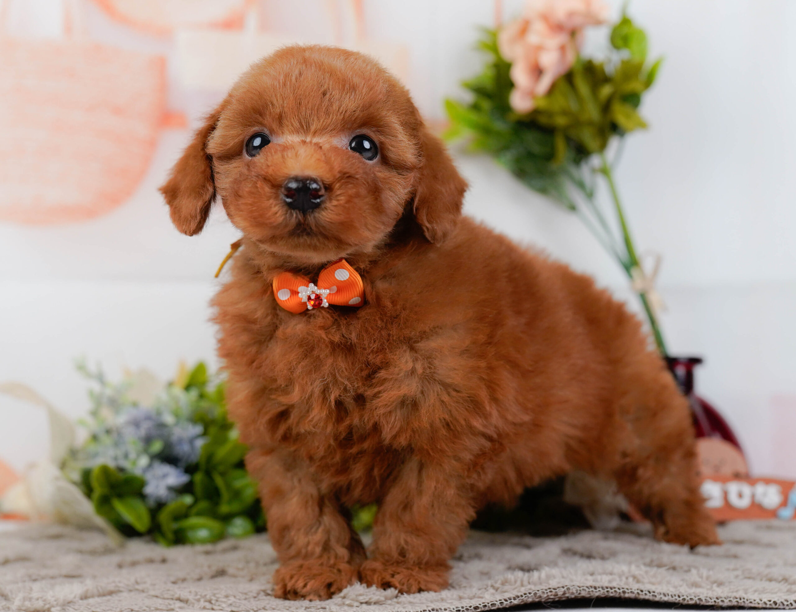 トイ・プードル | 男の子 | レッド | 2025年12月12日