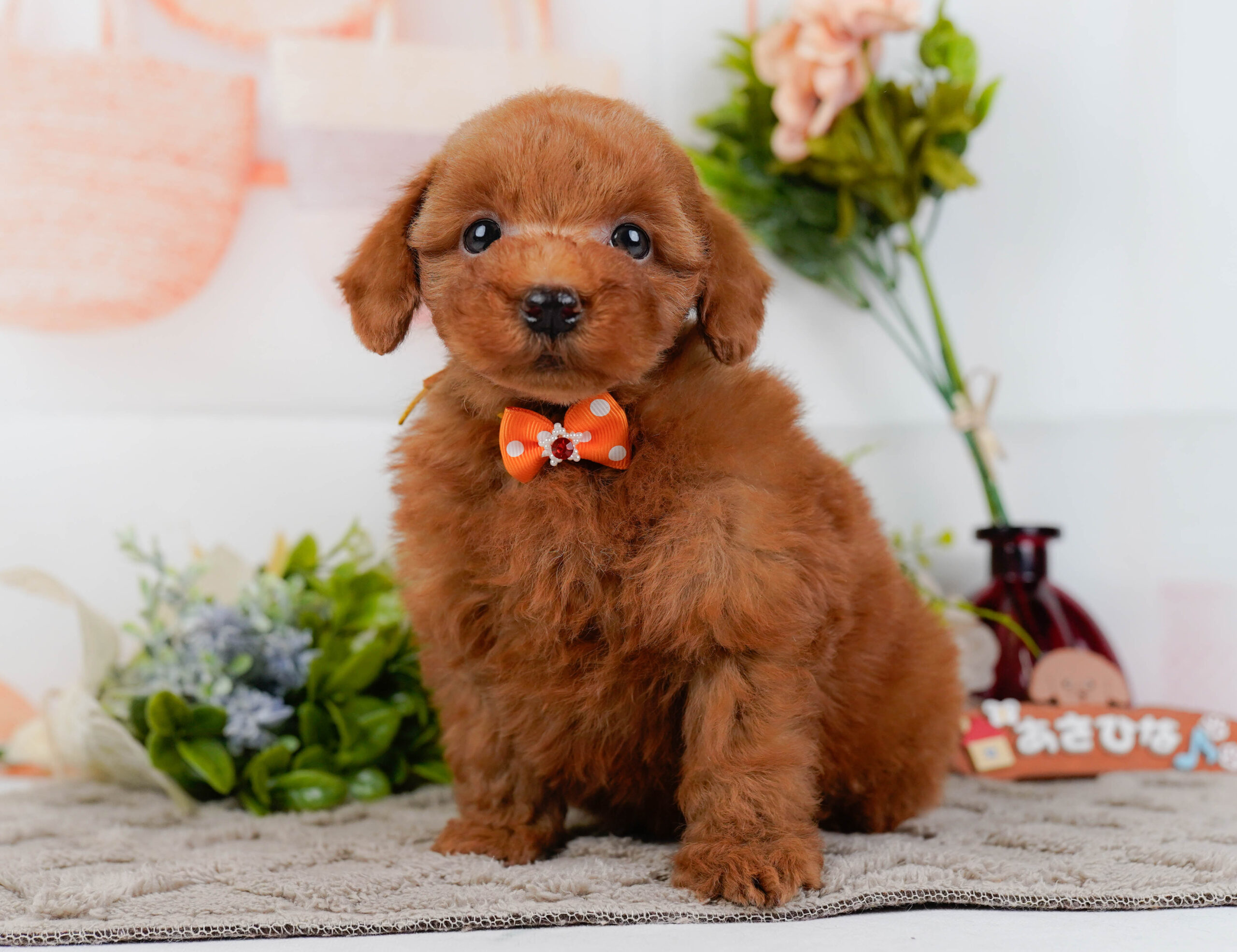 トイ・プードル | 男の子 | レッド | 2025年12月12日