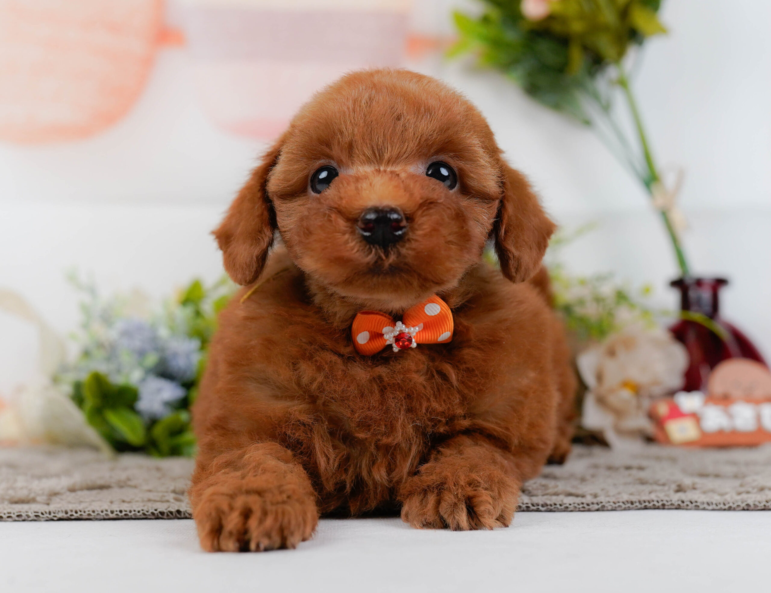 トイ・プードル | 男の子 | レッド | 2025年12月12日