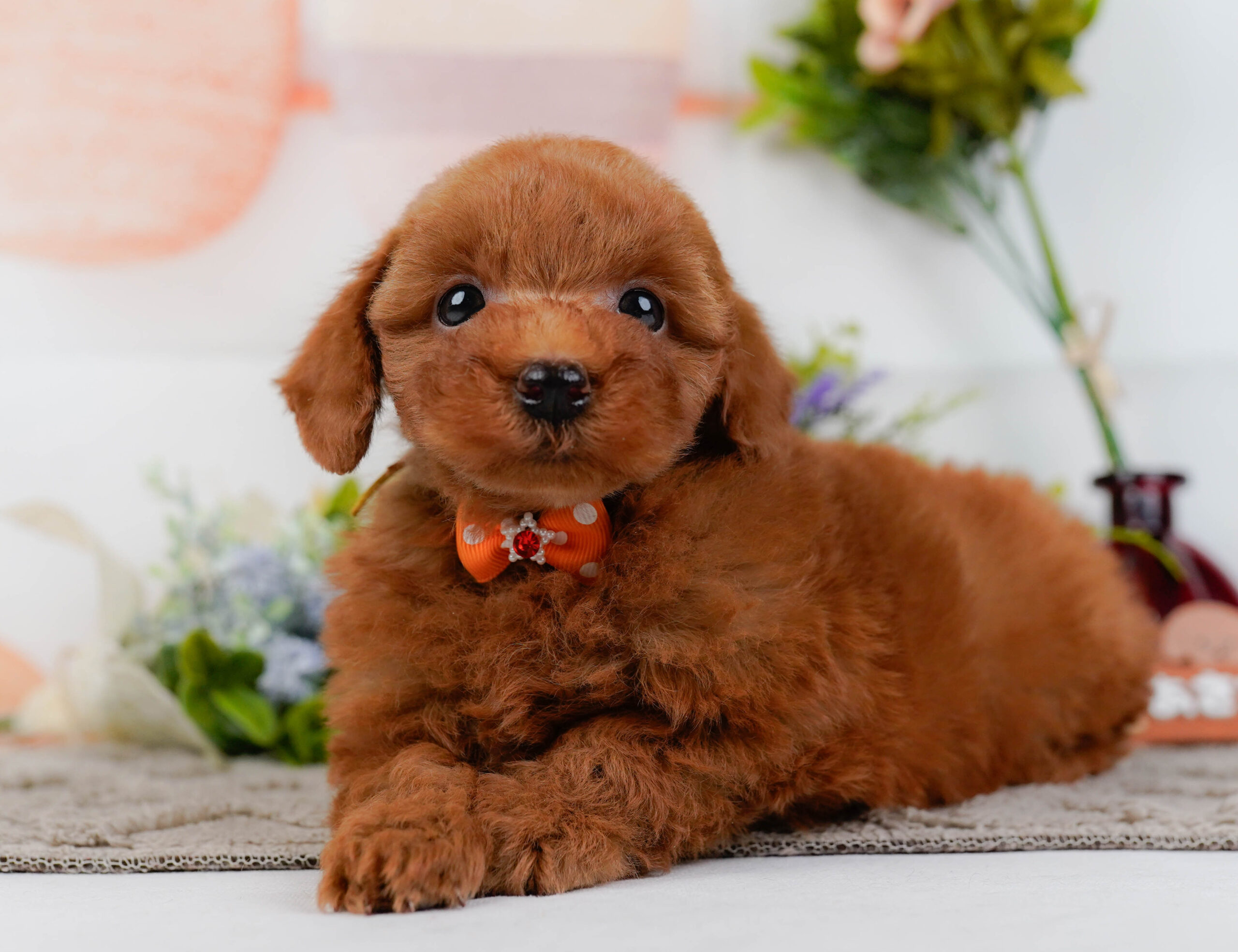 トイ・プードル | 男の子 | レッド | 2025年12月12日