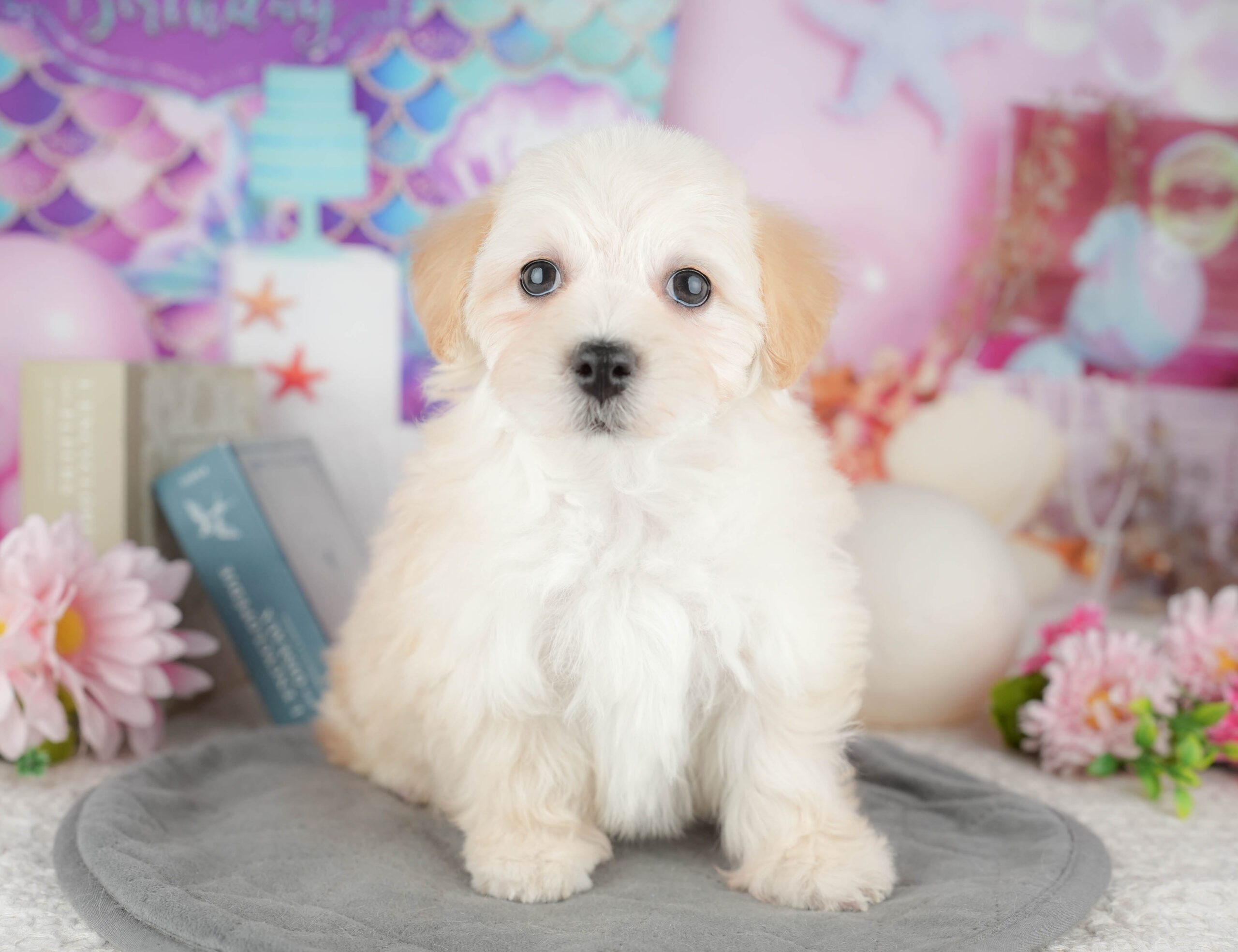 マルプー | 女の子 | クリーム | 2025年12月12日