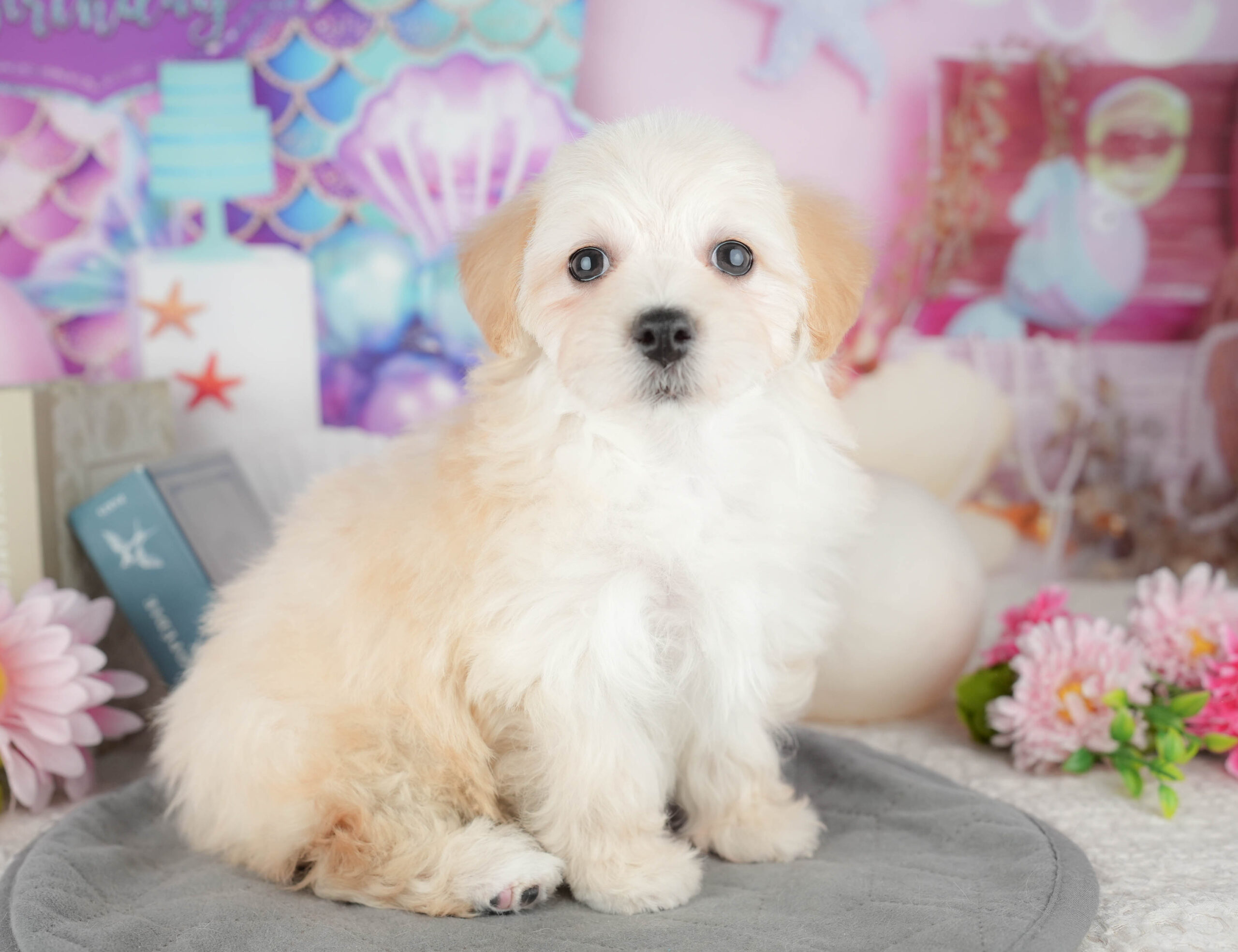 マルプー | 女の子 | クリーム | 2025年12月12日