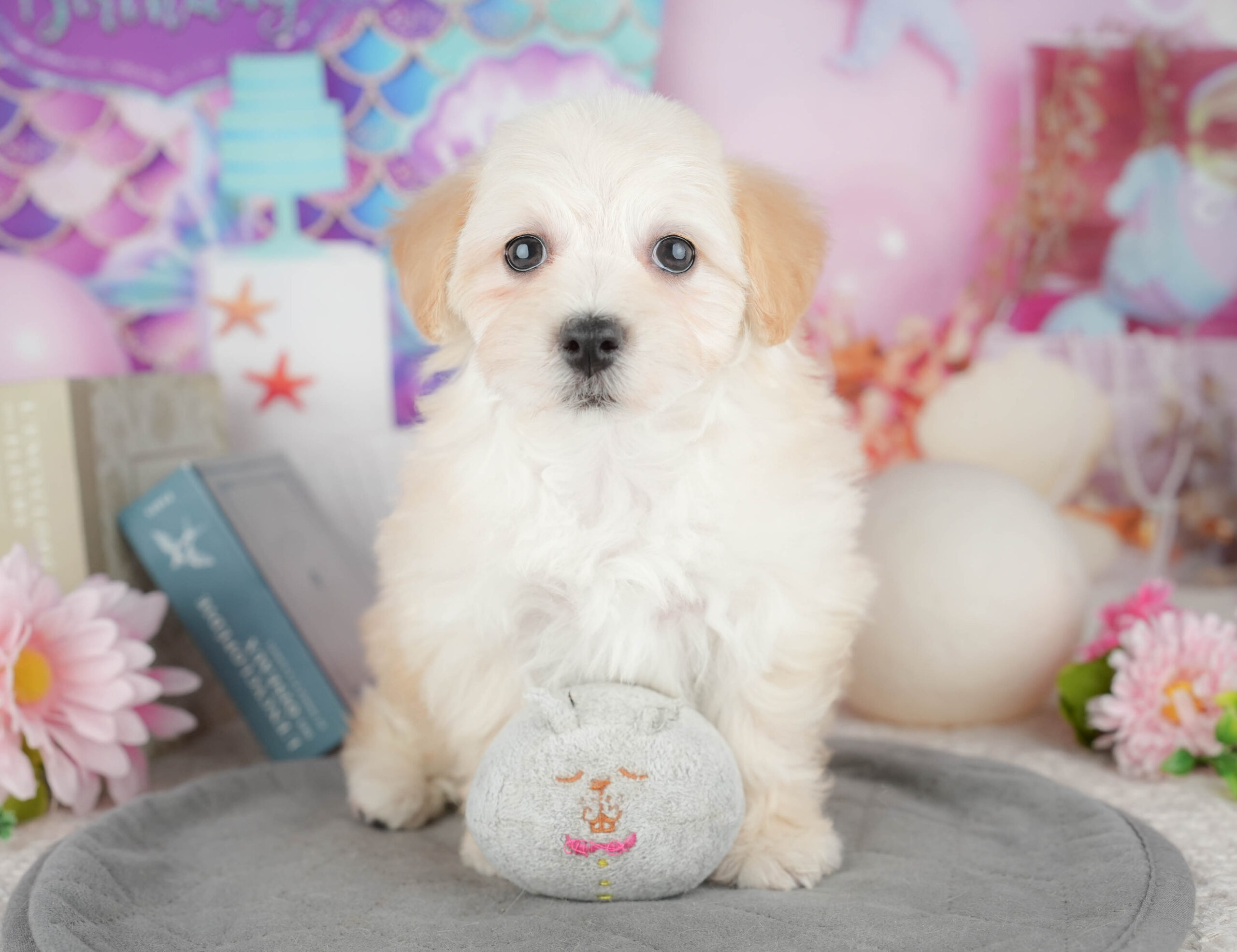 マルプー | 女の子 | クリーム | 2025年12月12日