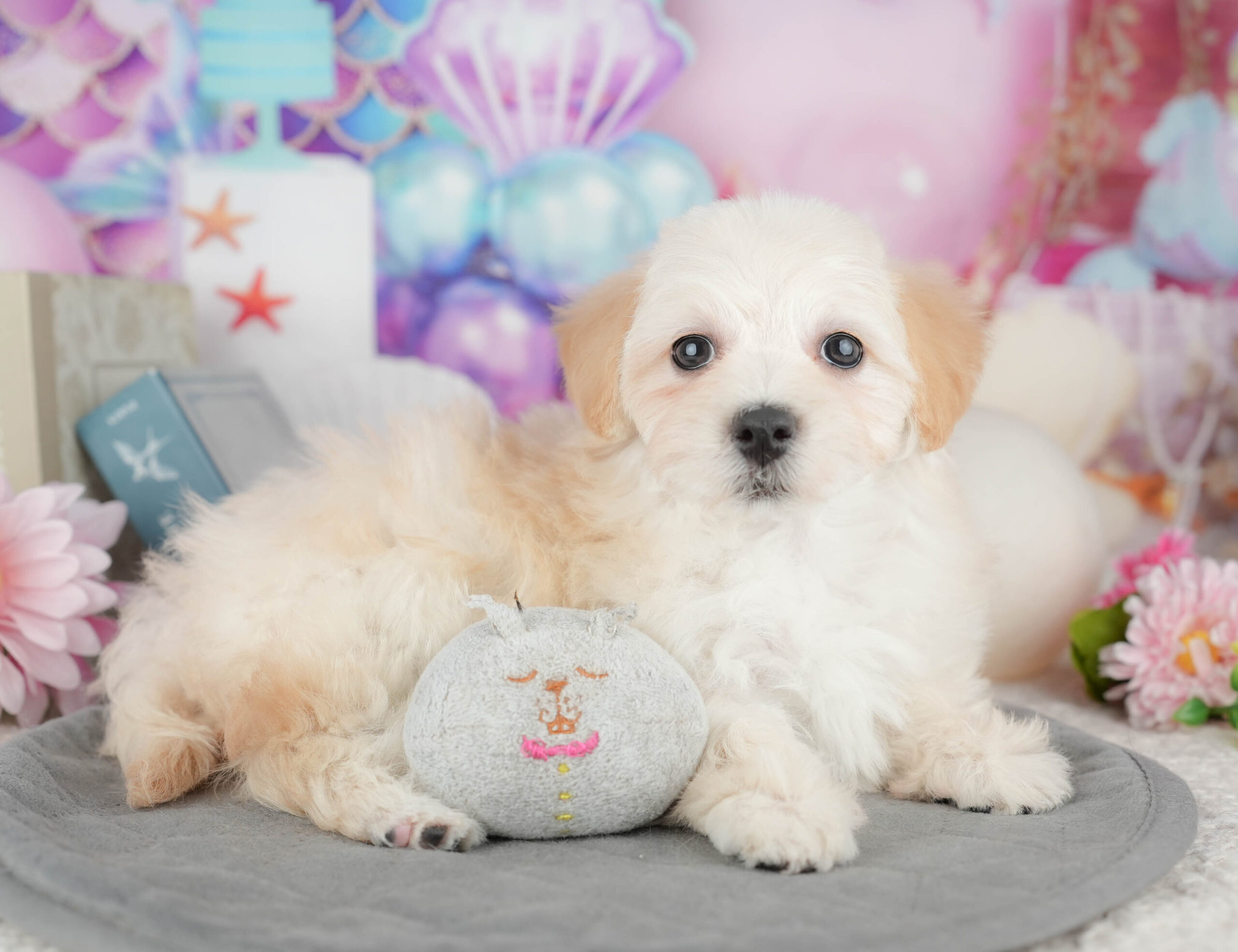 マルプー | 女の子 | クリーム | 2025年12月12日