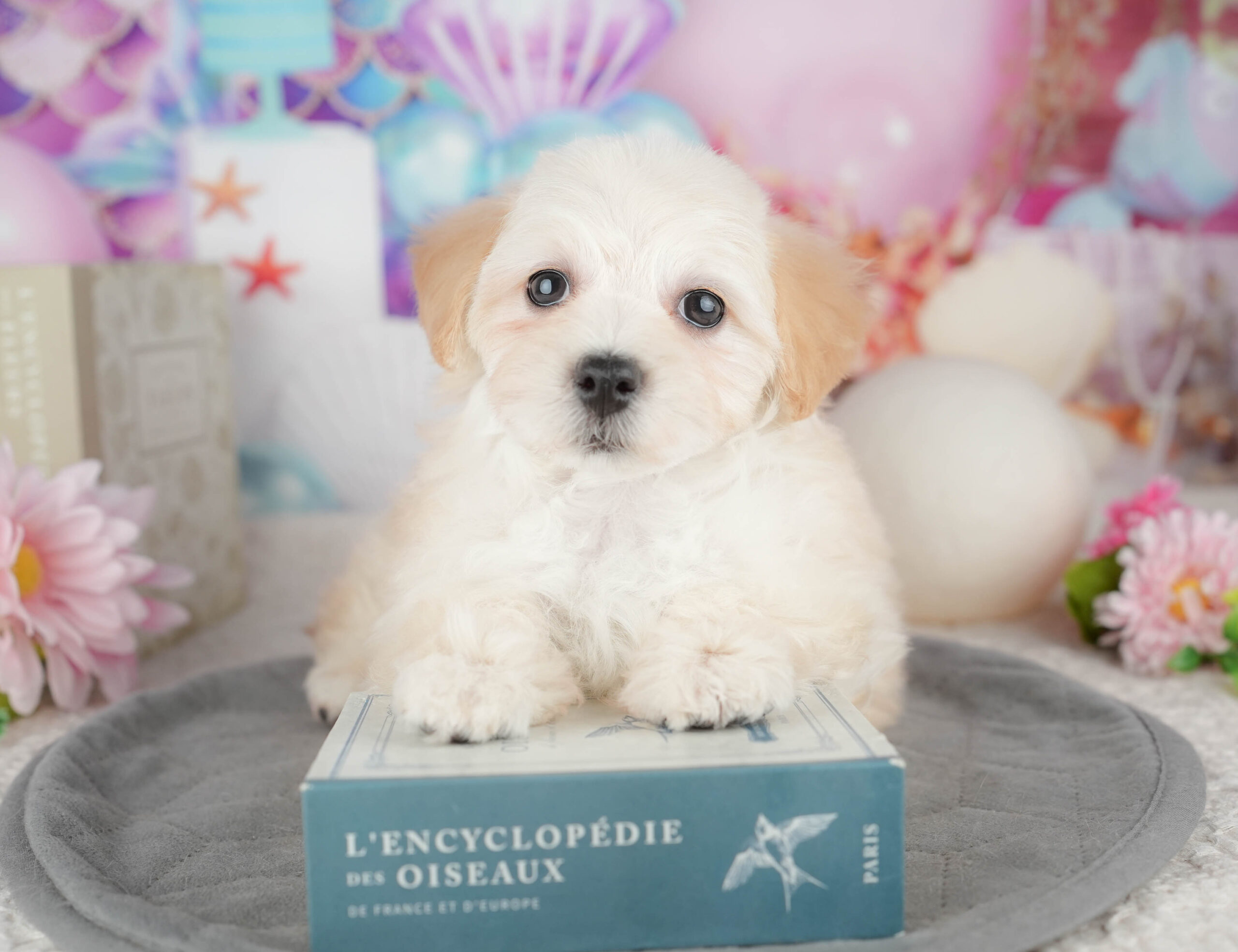 マルプー | 女の子 | クリーム | 2025年12月12日