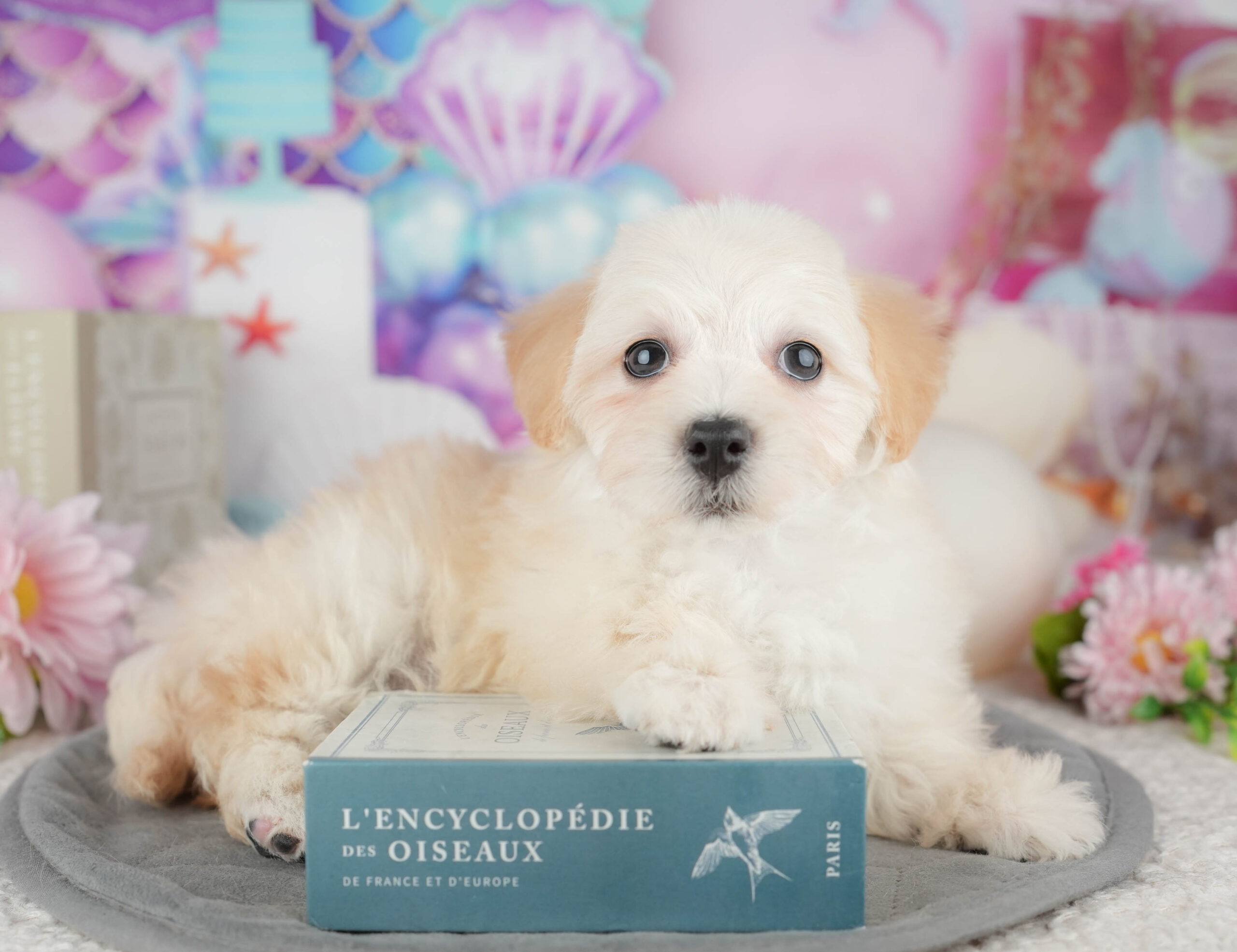 マルプー | 女の子 | クリーム | 2025年12月12日