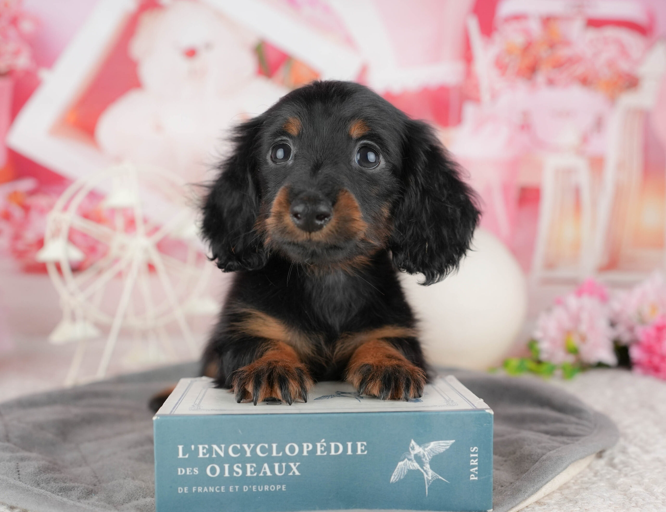 ミニチュア・ダックスフンド(ロング) | 女の子 | ブラック&タン | 2025年12月12日