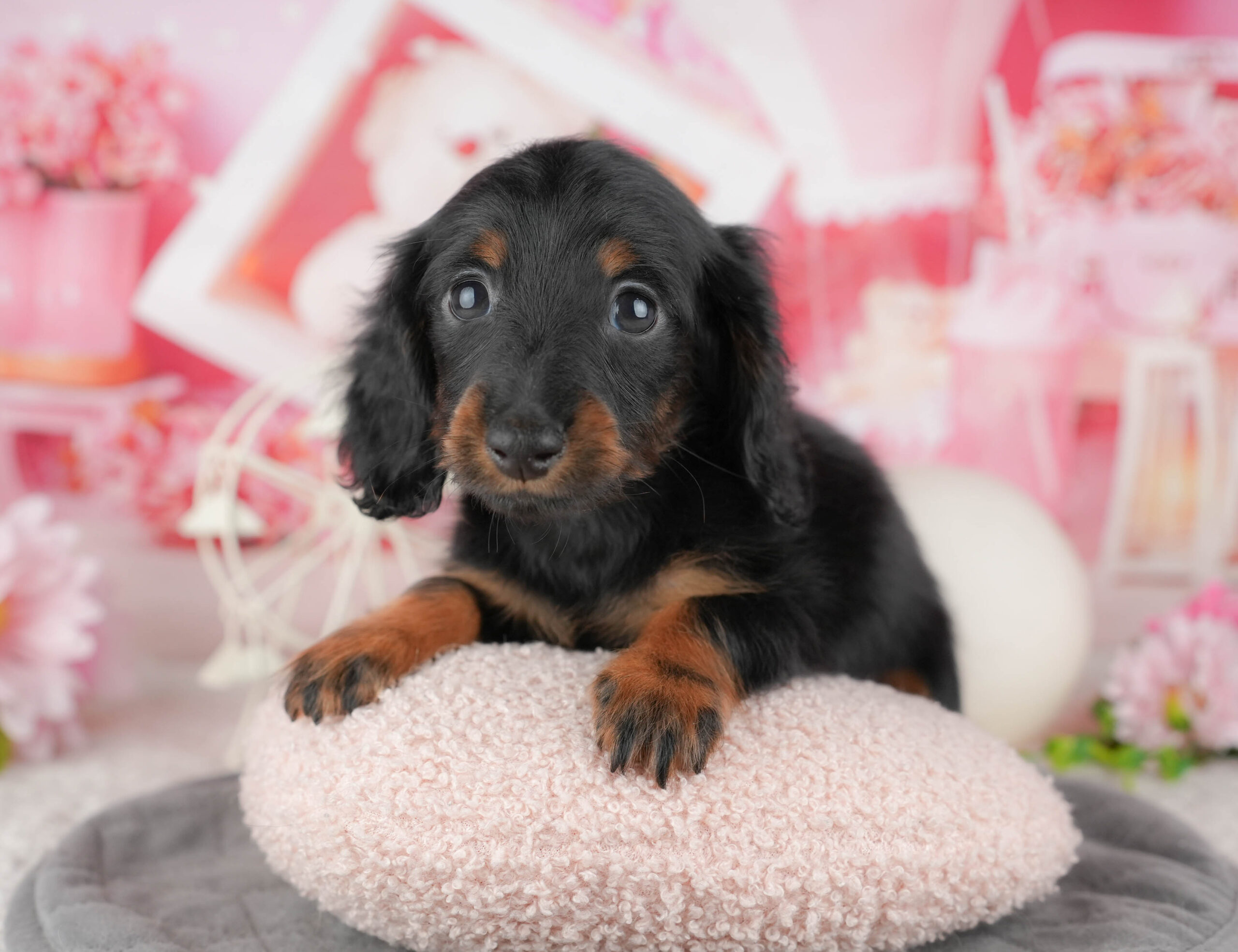 ミニチュア・ダックスフンド(ロング) | 女の子 | ブラック&タン | 2025年12月12日