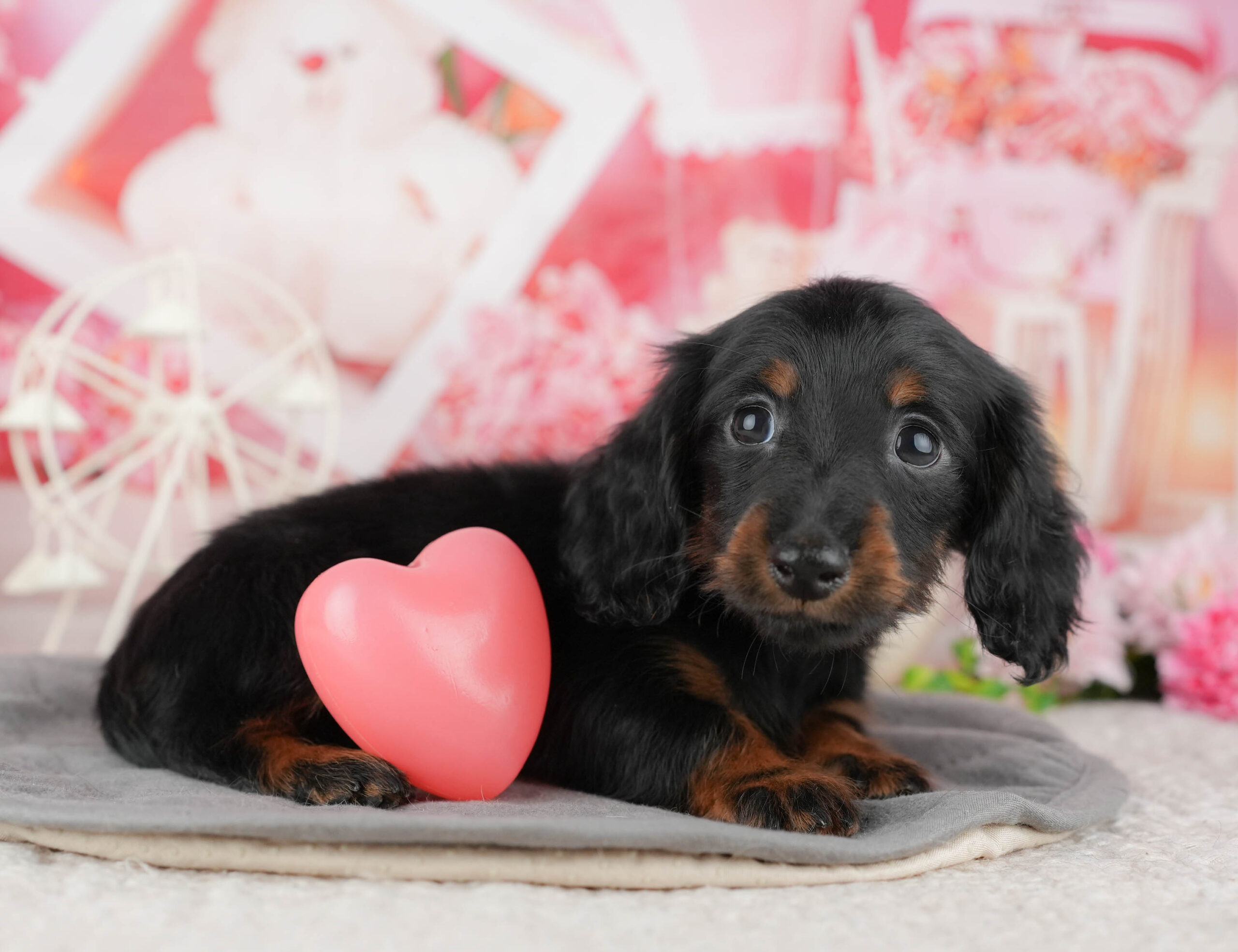 ミニチュア・ダックスフンド(ロング) | 女の子 | ブラック&タン | 2025年12月12日