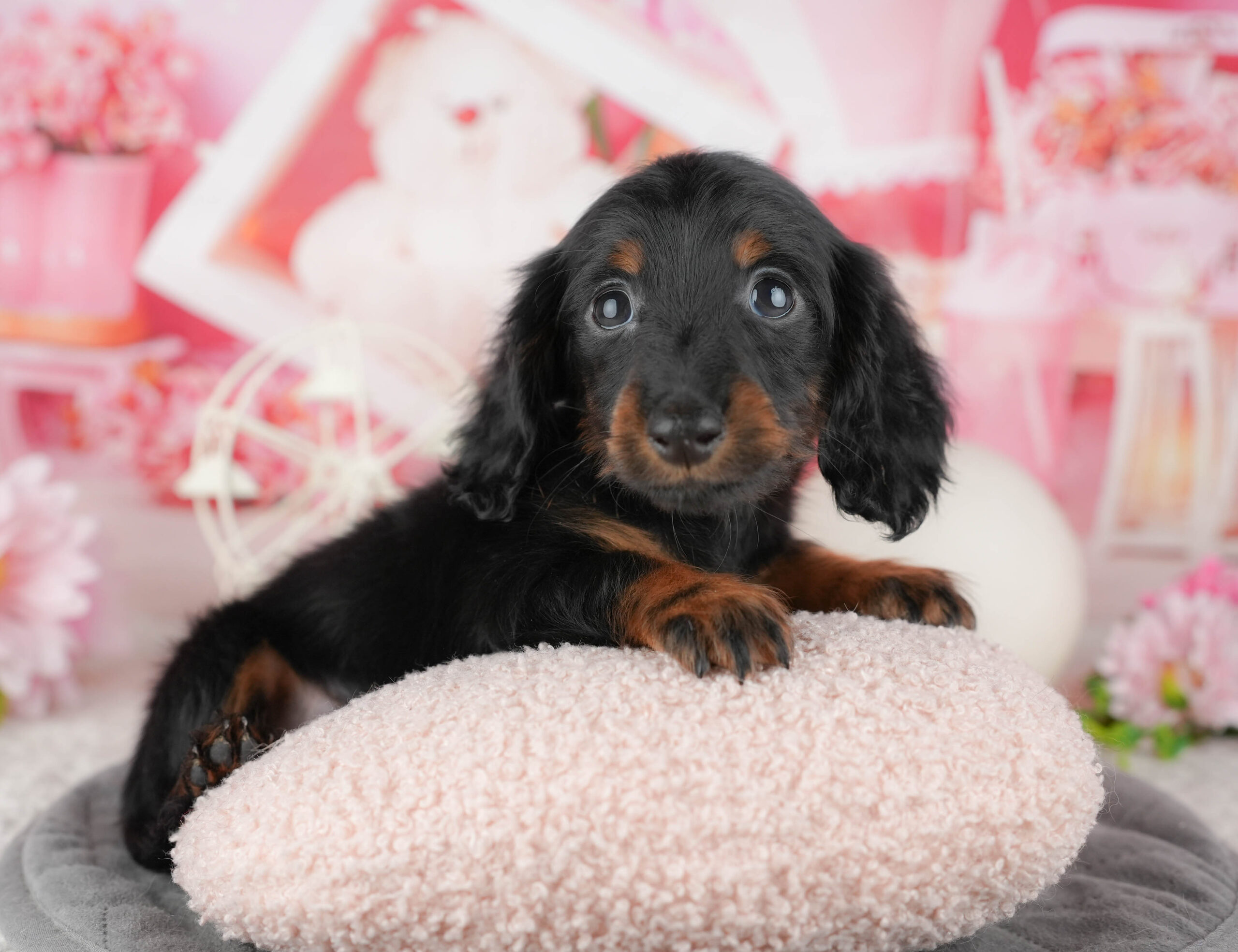 ミニチュア・ダックスフンド(ロング) | 女の子 | ブラック&タン | 2025年12月12日