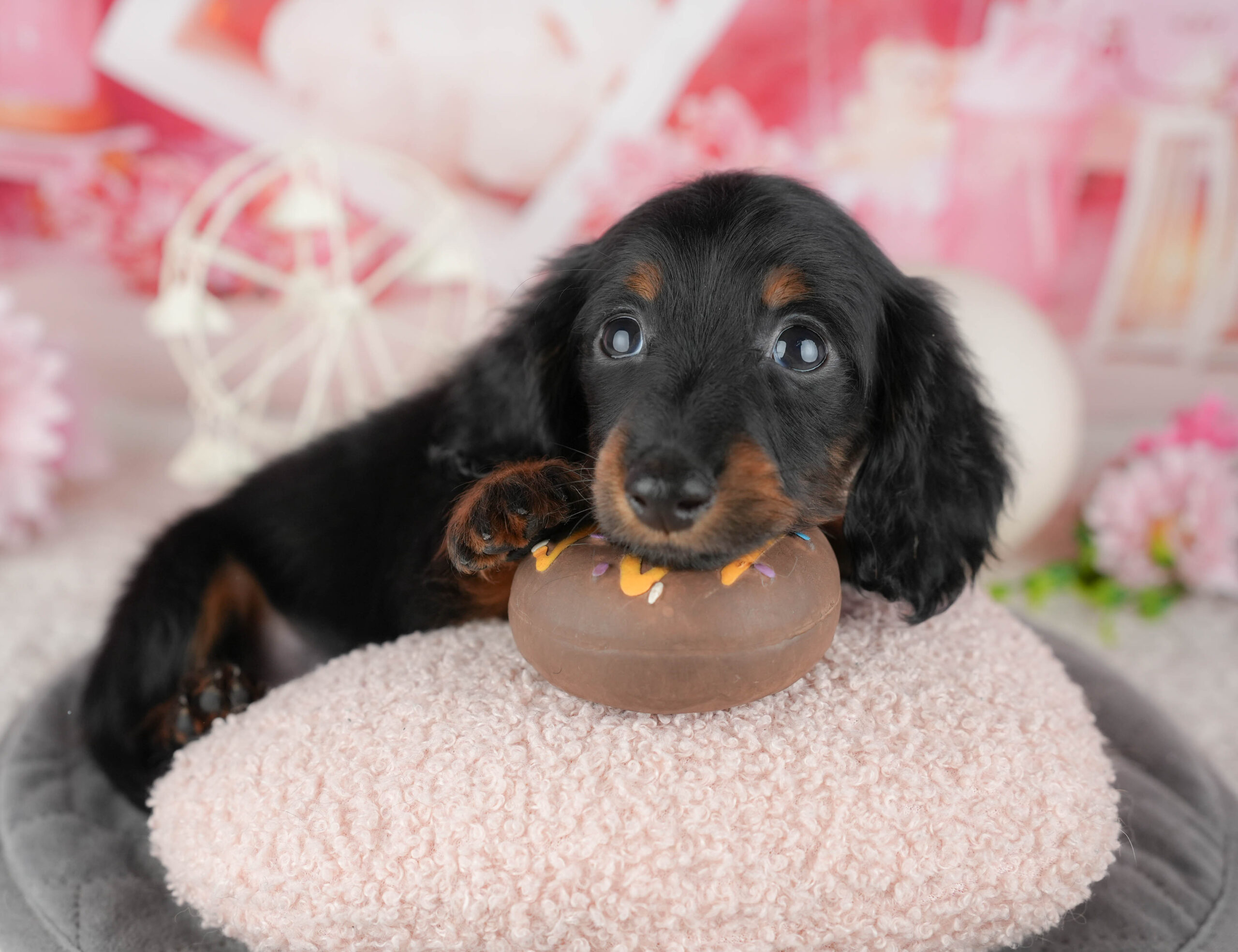 ミニチュア・ダックスフンド(ロング) | 女の子 | ブラック&タン | 2025年12月12日