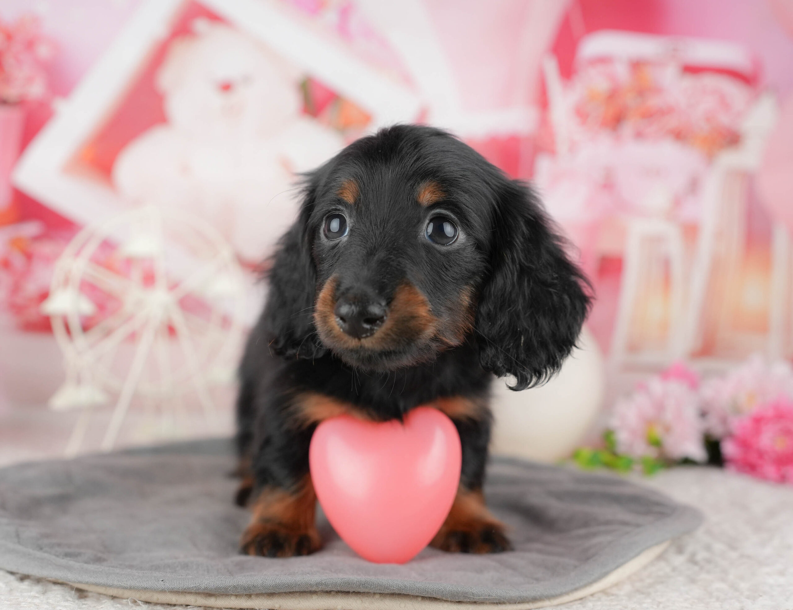 ミニチュア・ダックスフンド(ロング) | 女の子 | ブラック&タン | 2025年12月12日