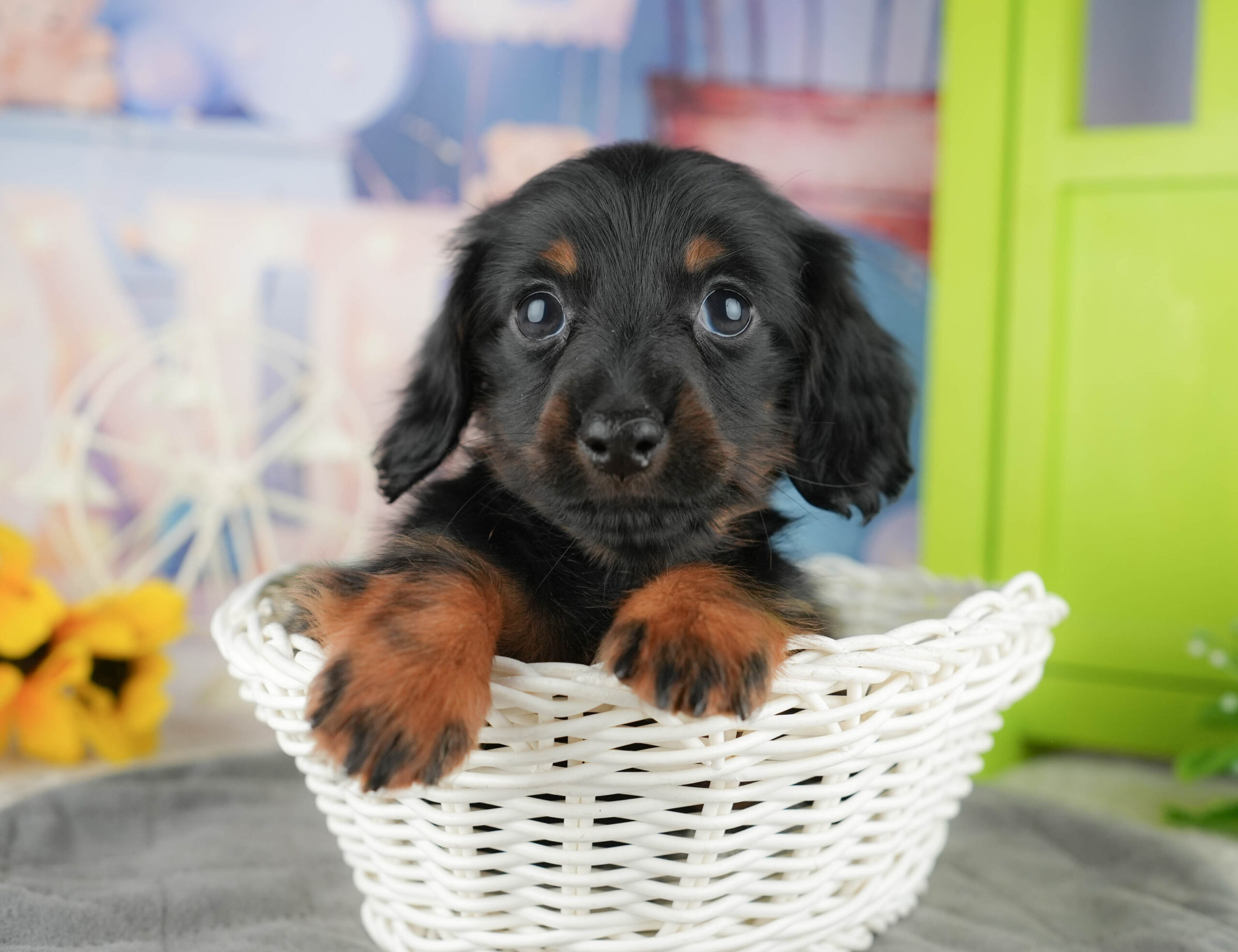 ミニチュア・ダックスフンド(ロング) | 女の子 | ブラック&タン | 2025年12月12日