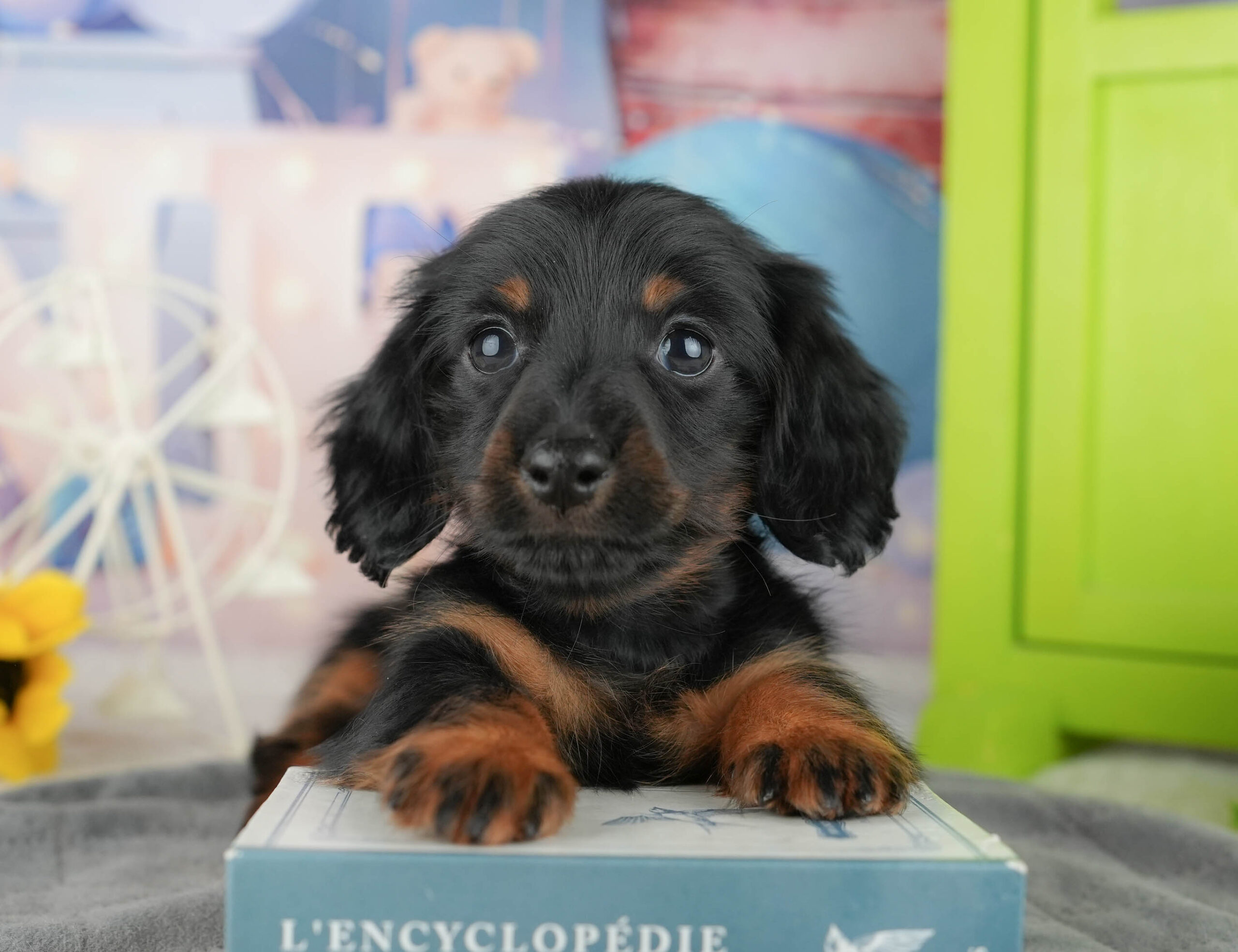 ミニチュア・ダックスフンド(ロング) | 女の子 | ブラック&タン | 2025年12月12日