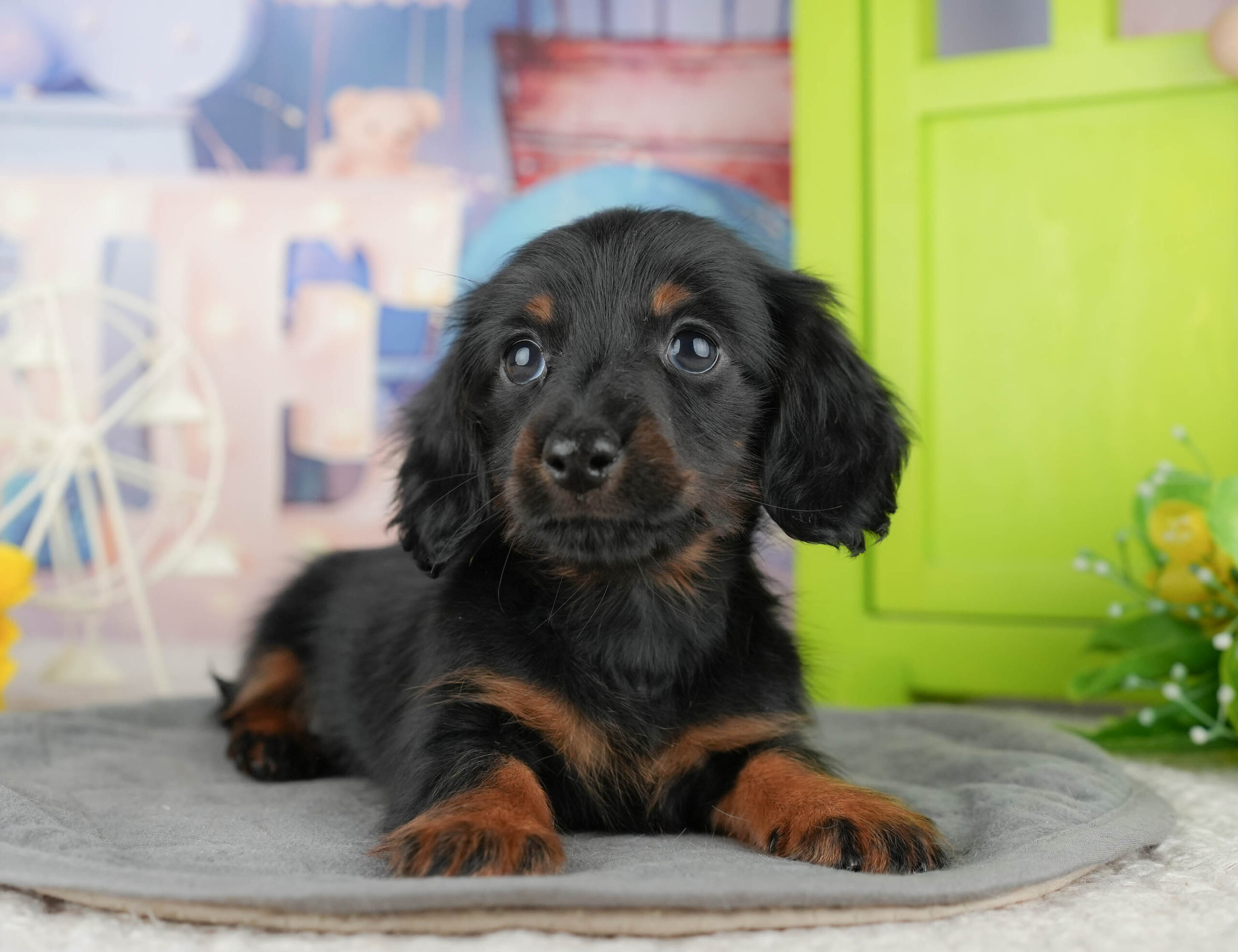 ミニチュア・ダックスフンド(ロング) | 女の子 | ブラック&タン | 2025年12月12日