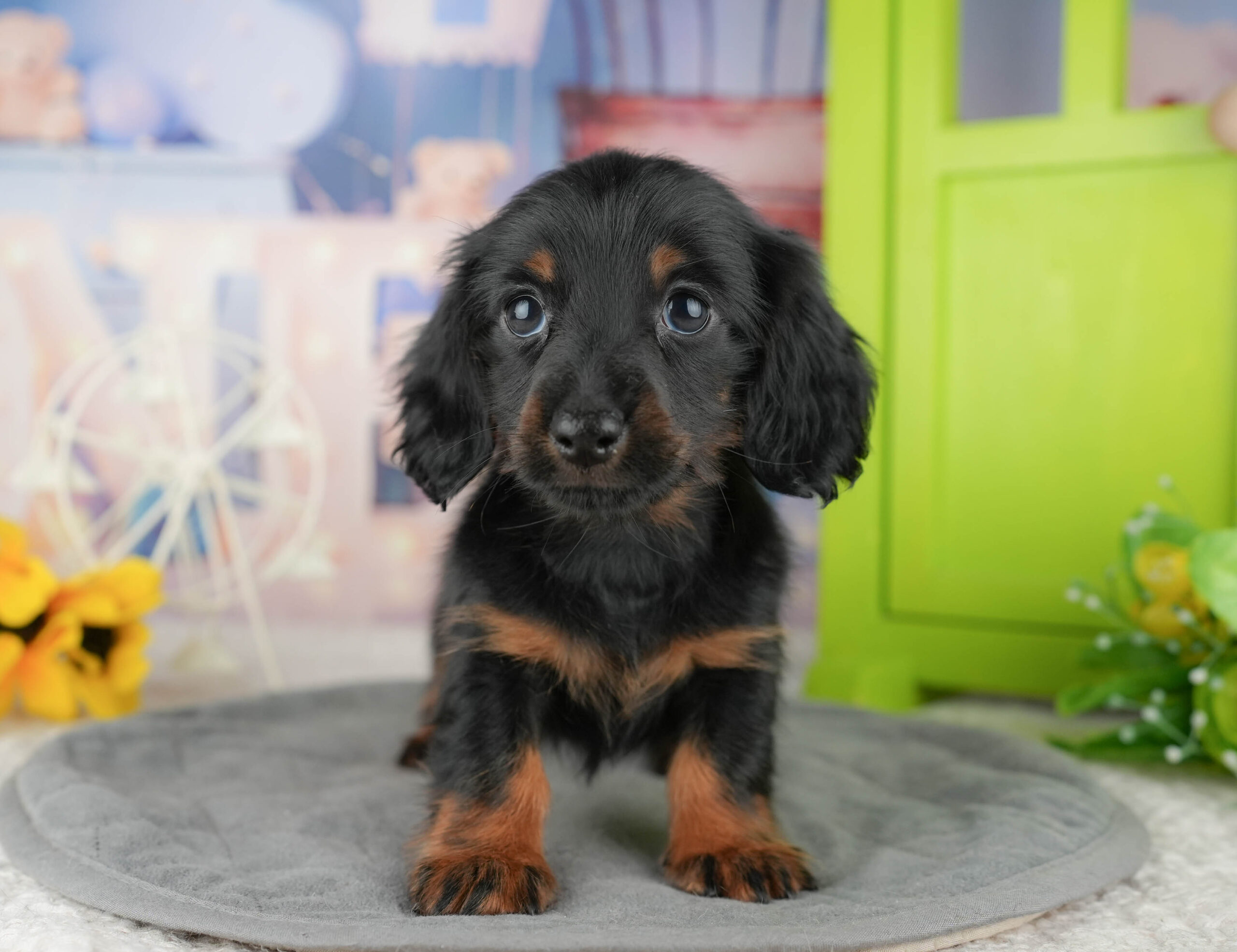 ミニチュア・ダックスフンド(ロング) | 女の子 | ブラック&タン | 2025年12月12日