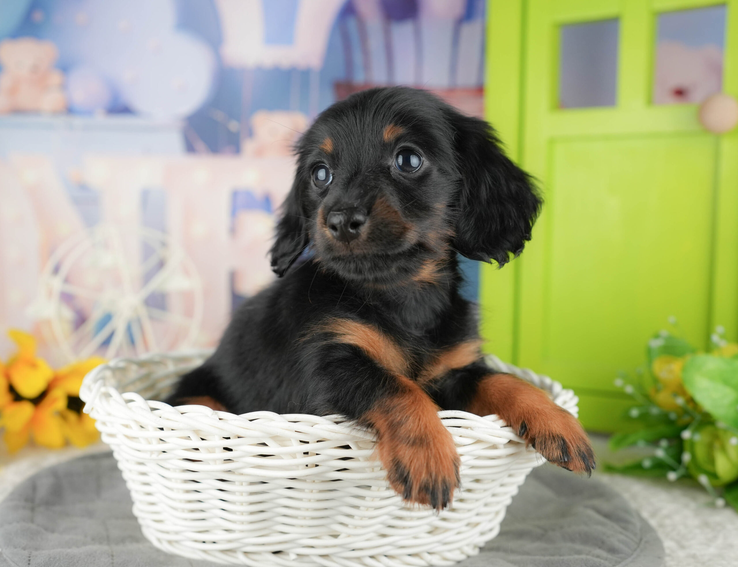 ミニチュア・ダックスフンド(ロング) | 女の子 | ブラック&タン | 2025年12月12日