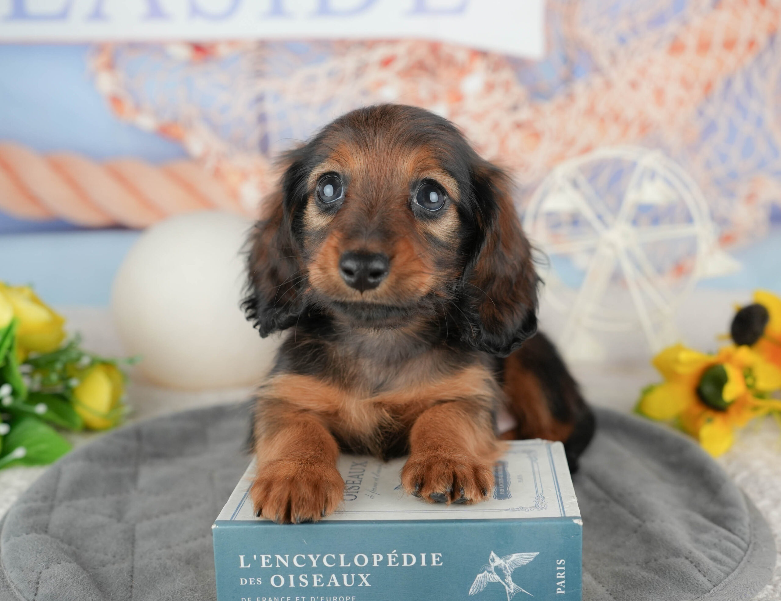 ミニチュア・ダックスフンド(ロング) | 女の子 | シェーデッドレッド | 2025年12月12日