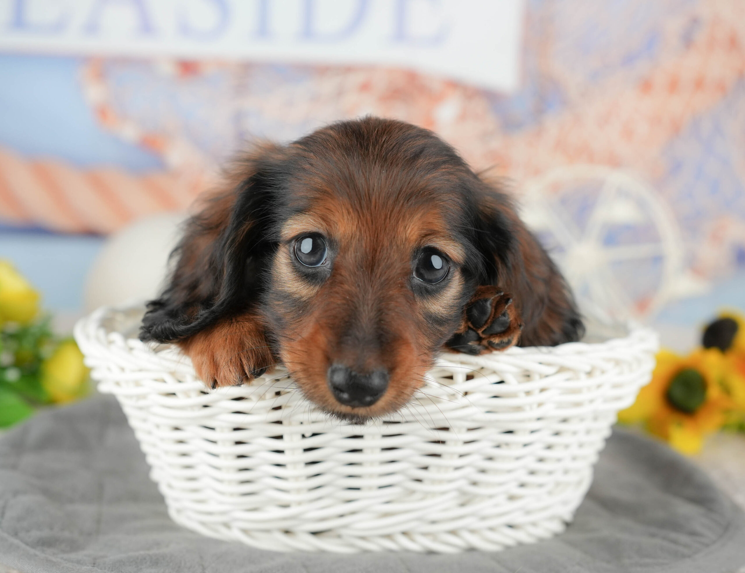 ミニチュア・ダックスフンド(ロング) | 女の子 | シェーデッドレッド | 2025年12月12日