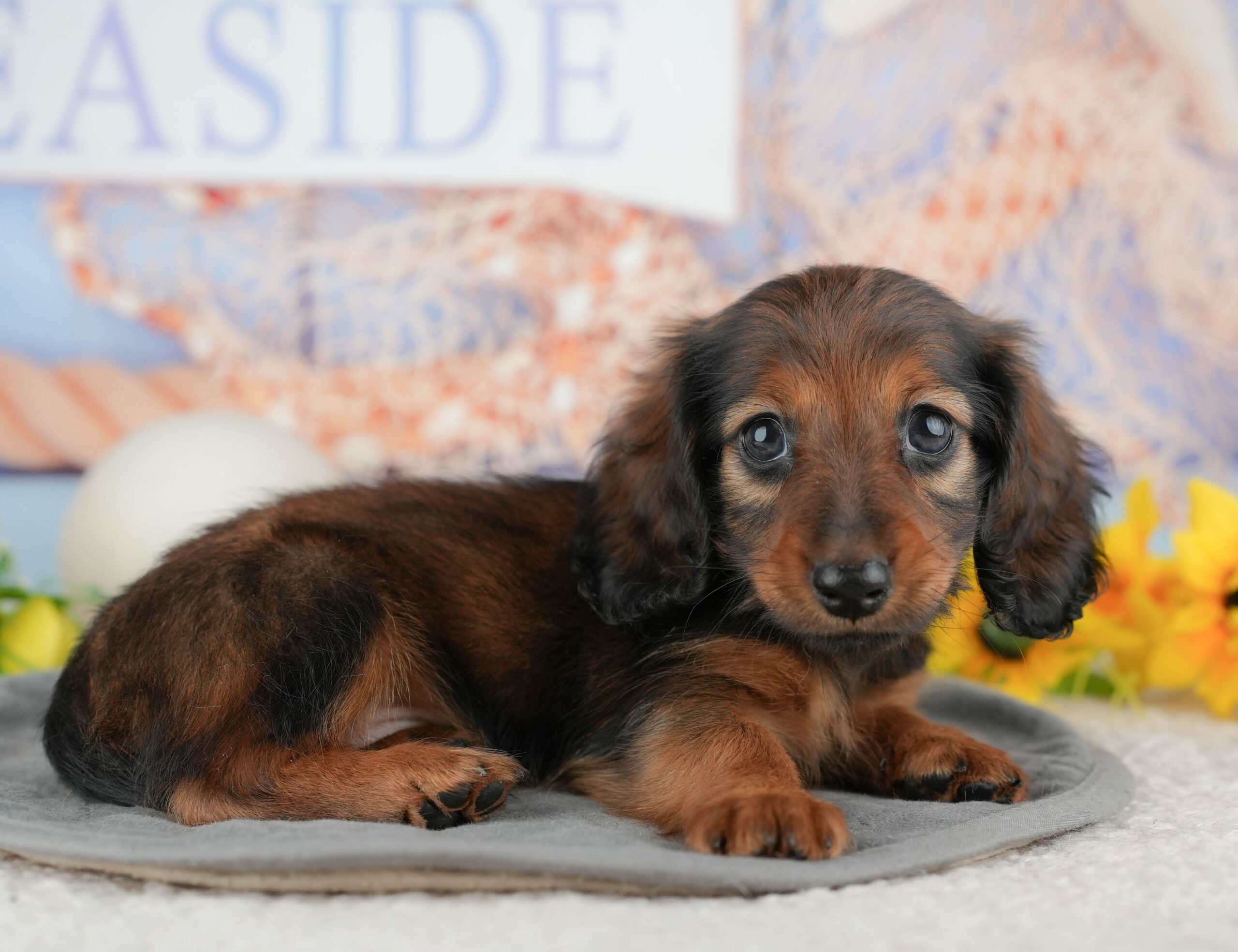 ミニチュア・ダックスフンド(ロング) | 女の子 | シェーデッドレッド | 2025年12月12日