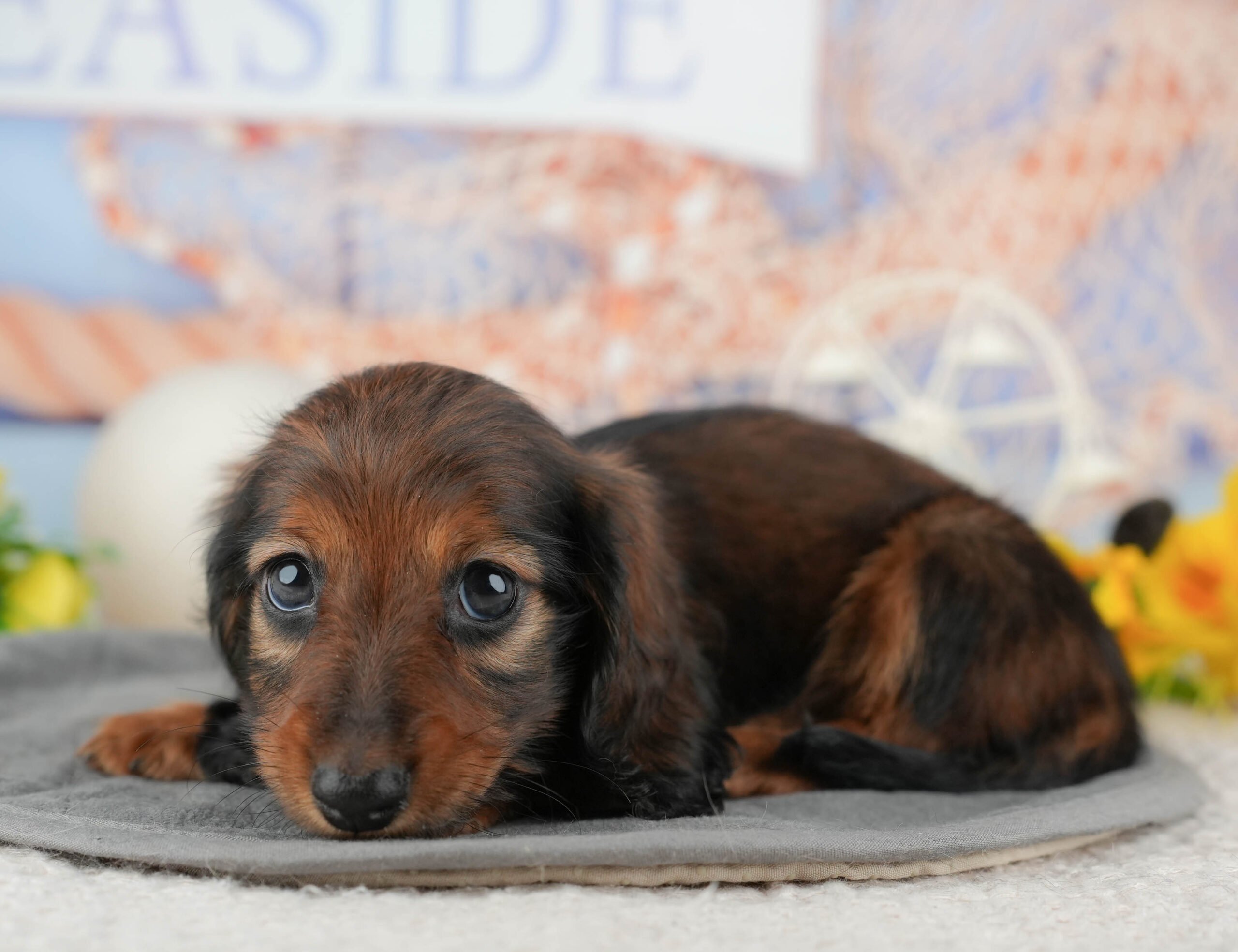 ミニチュア・ダックスフンド(ロング) | 女の子 | シェーデッドレッド | 2025年12月12日