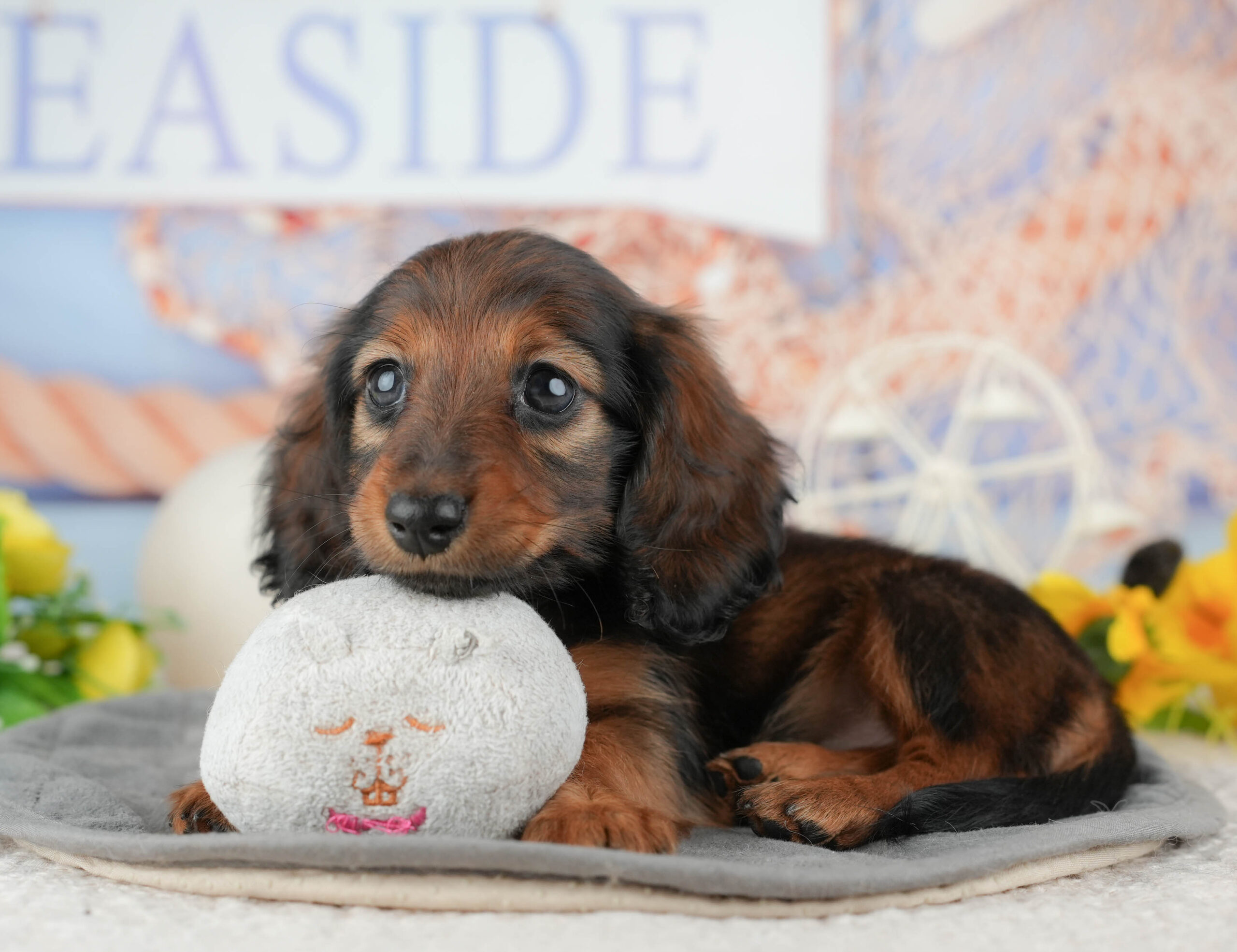 ミニチュア・ダックスフンド(ロング) | 女の子 | シェーデッドレッド | 2025年12月12日
