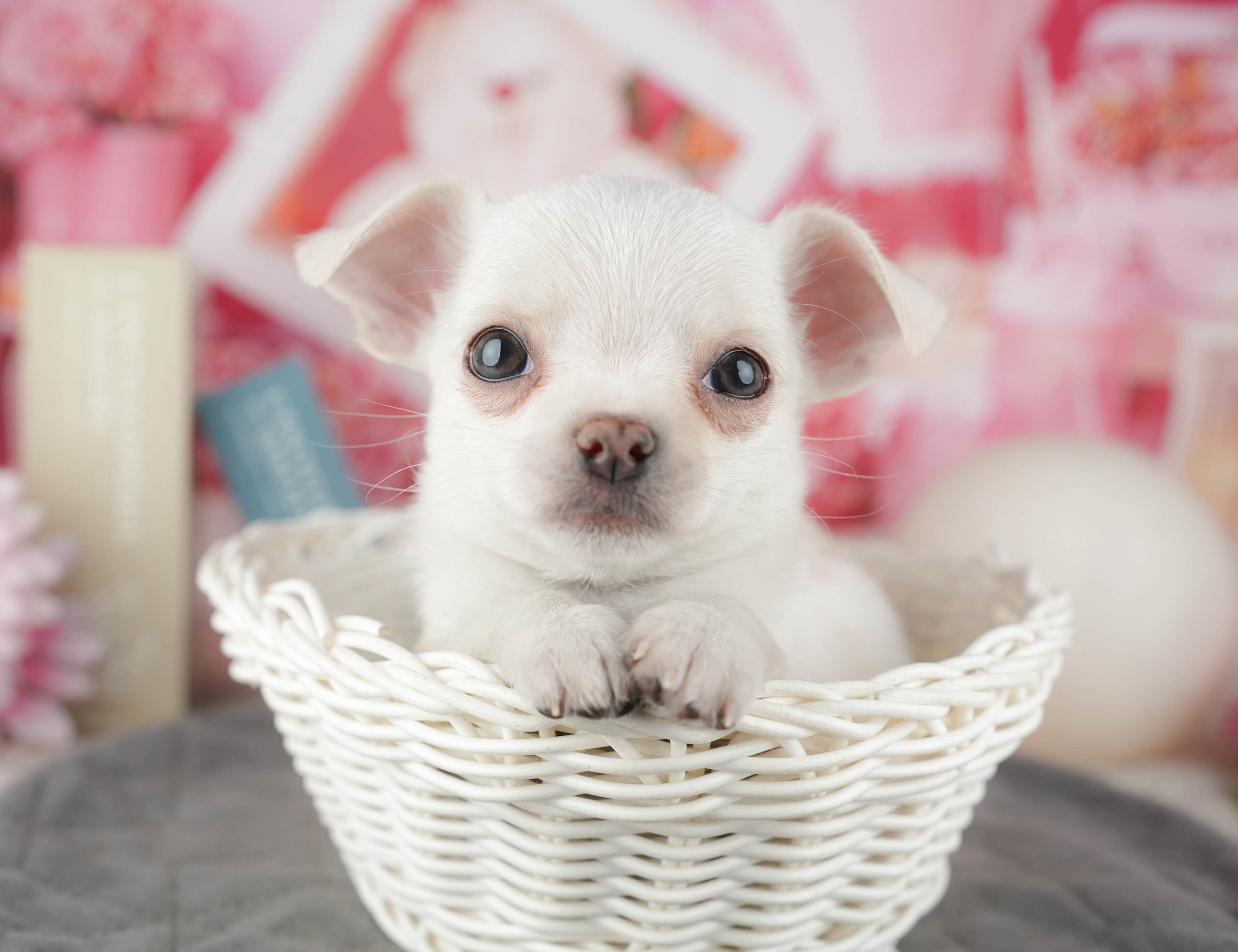 チワワ(スムース) | 男の子 | ホワイト | 2025年12月13日