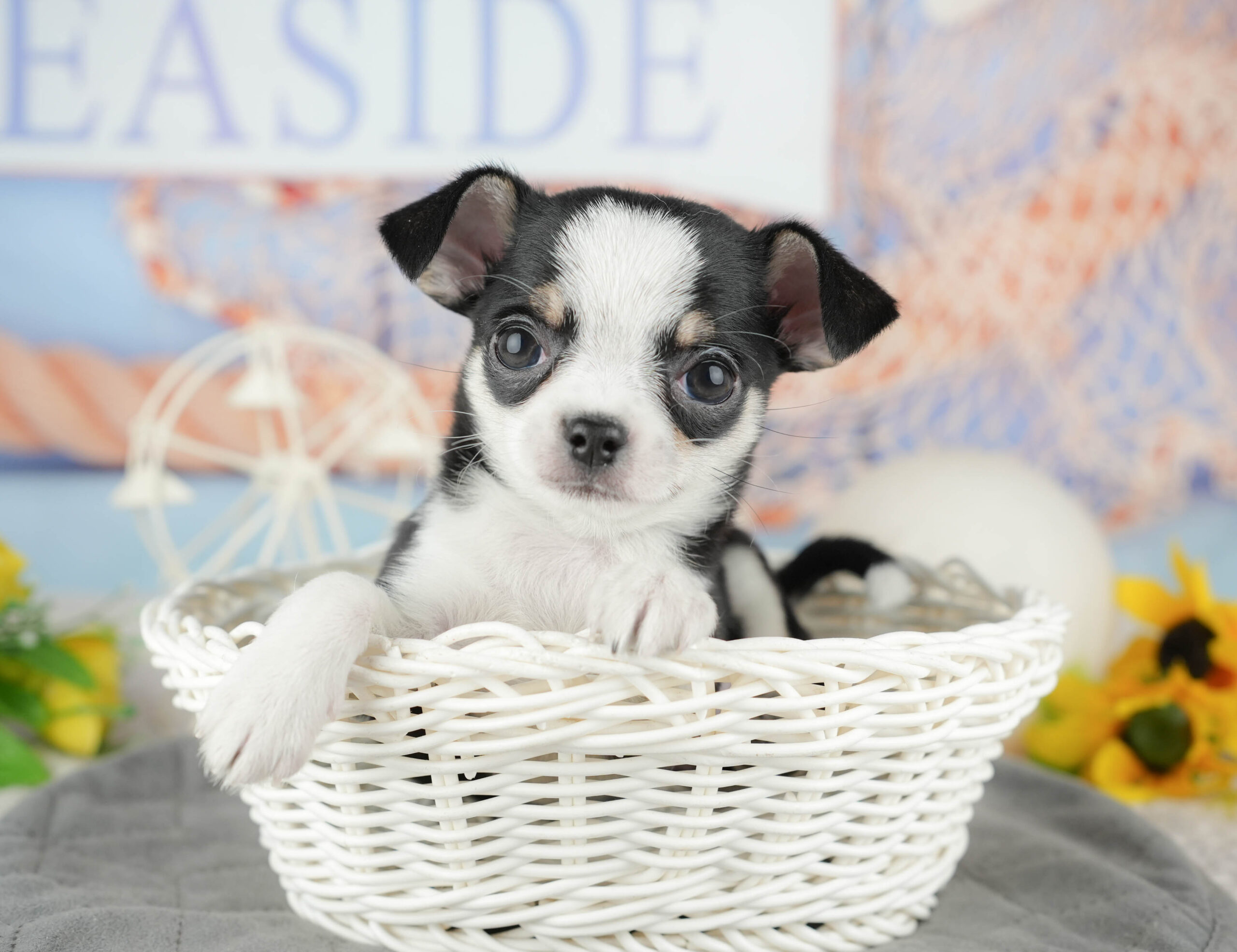 チワワ(スムース) | 男の子 | ブラックタン&ホワイト | 2025年12月13日
