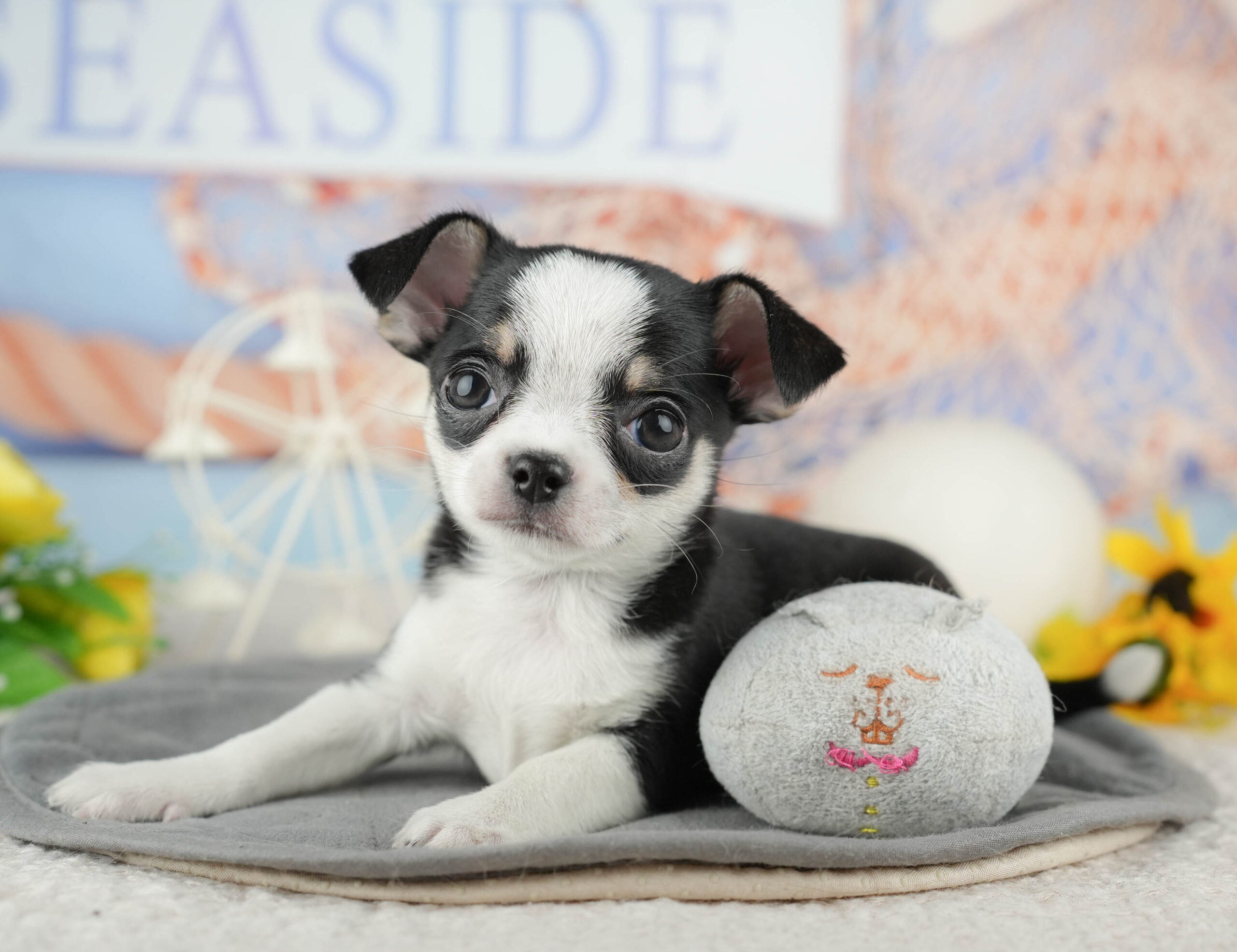 チワワ(スムース) | 男の子 | ブラックタン&ホワイト | 2025年12月13日