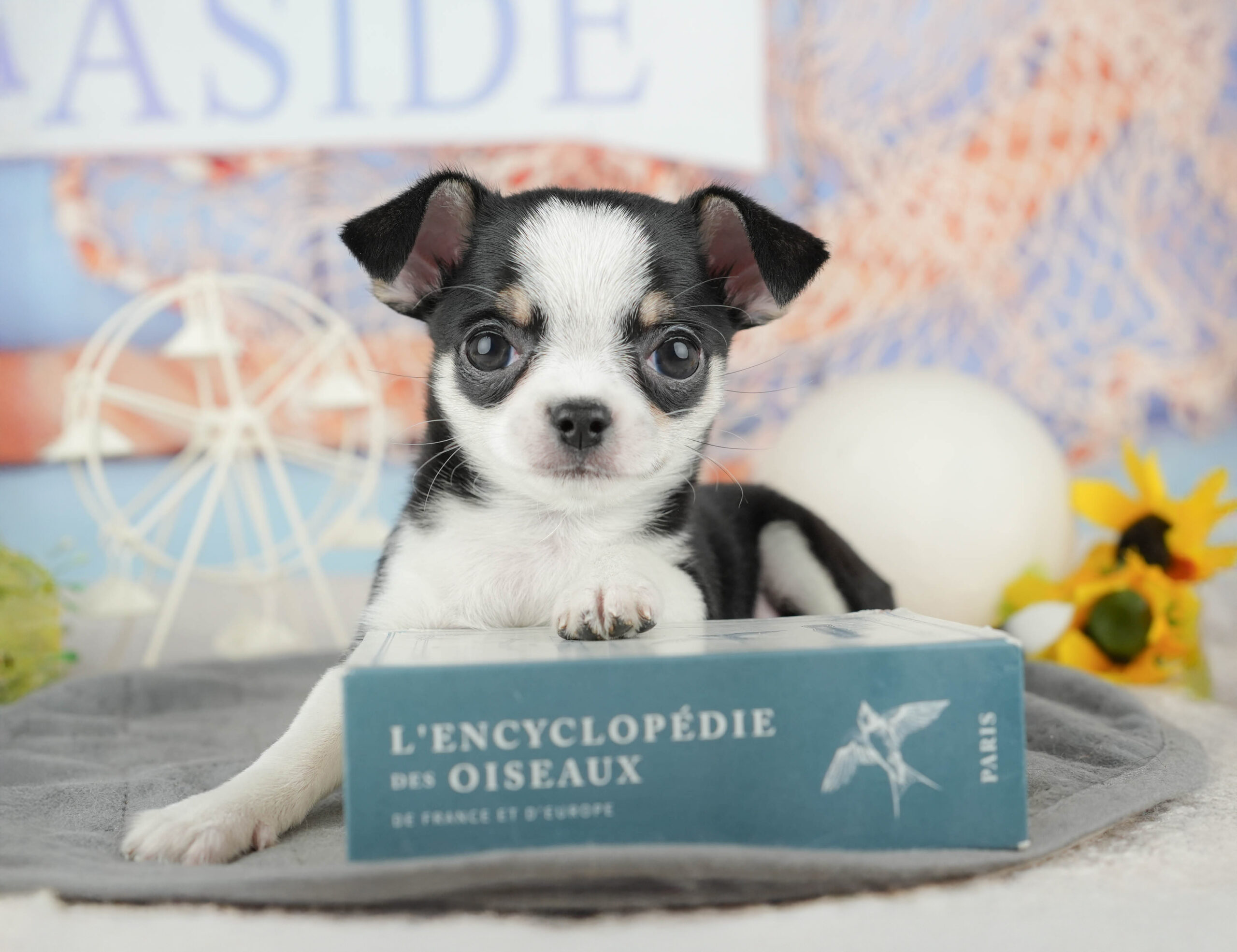 チワワ(スムース) | 男の子 | ブラックタン&ホワイト | 2025年12月13日