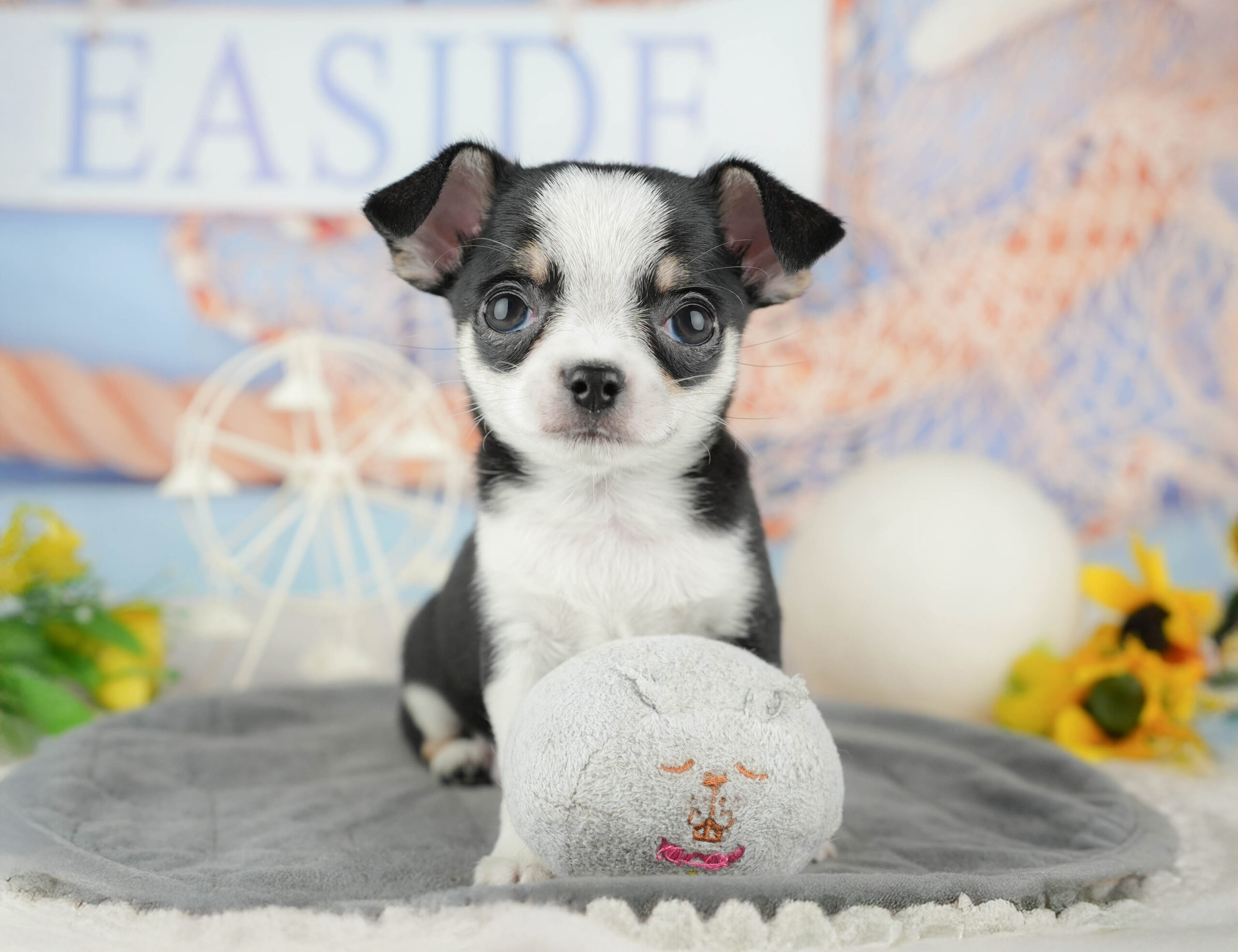 チワワ(スムース) | 男の子 | ブラックタン&ホワイト | 2025年12月13日