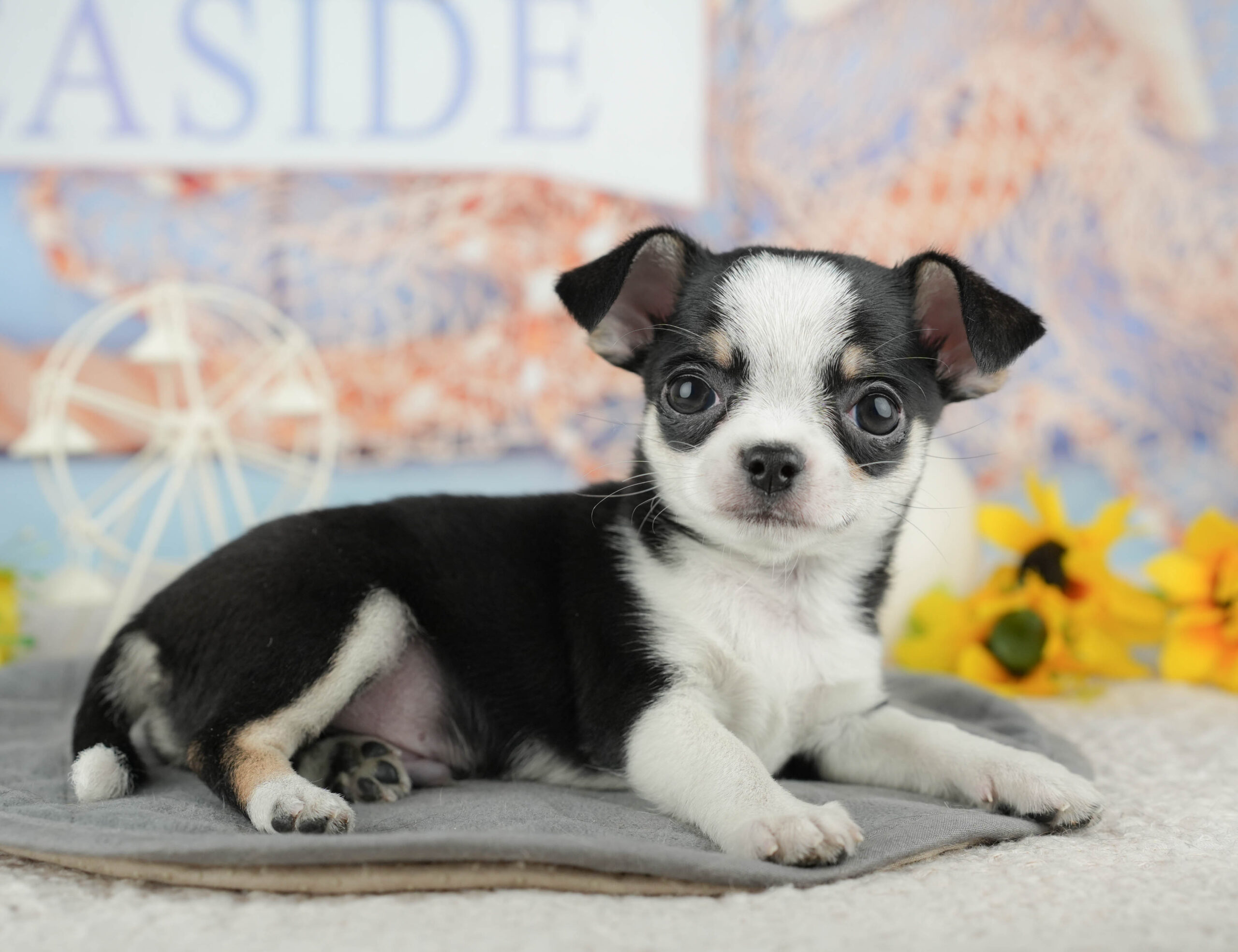 チワワ(スムース) | 男の子 | ブラックタン&ホワイト | 2025年12月13日