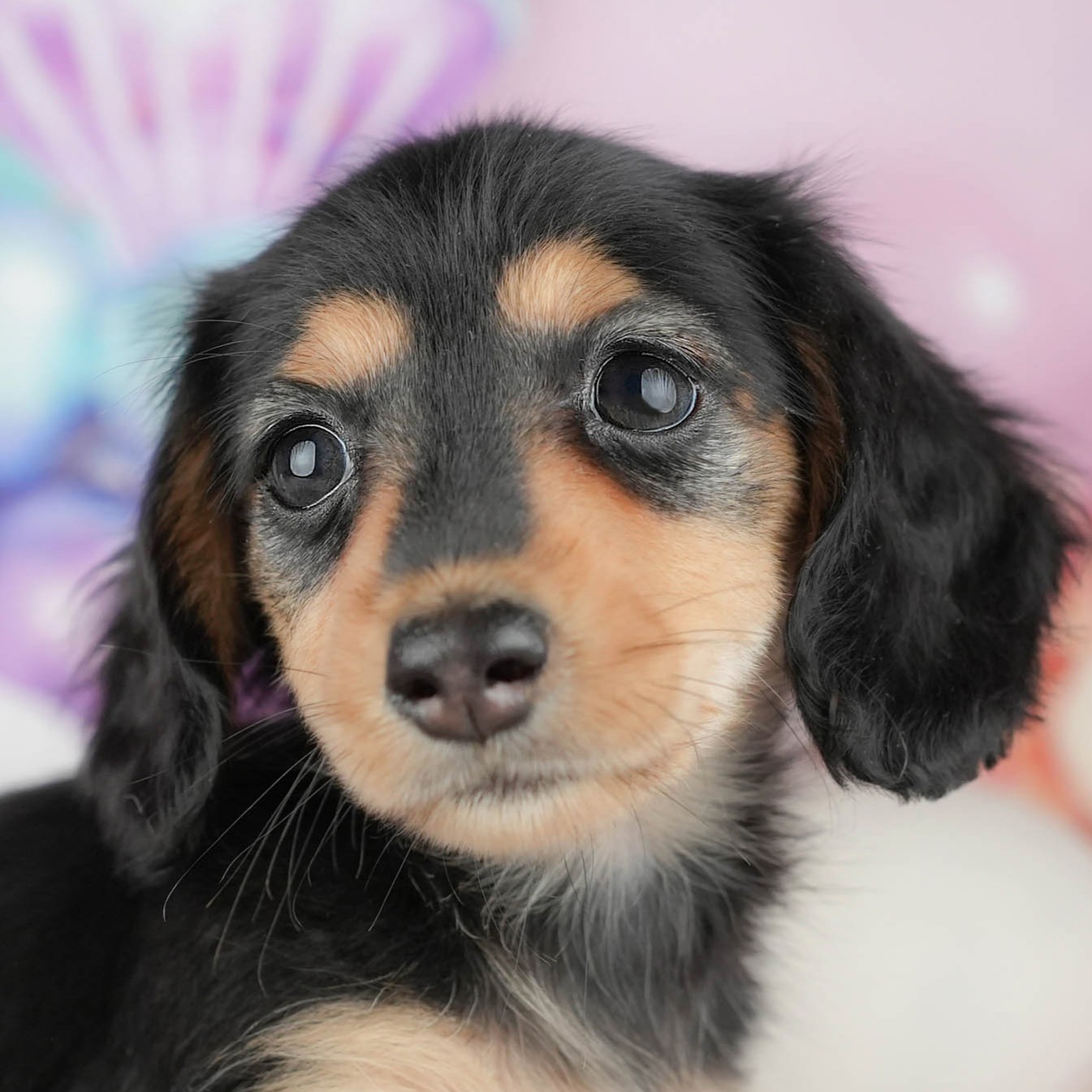 カニンヘン・ダックスフンド(ロング) | 女の子 | ブラック&タン | 2025年12月13日