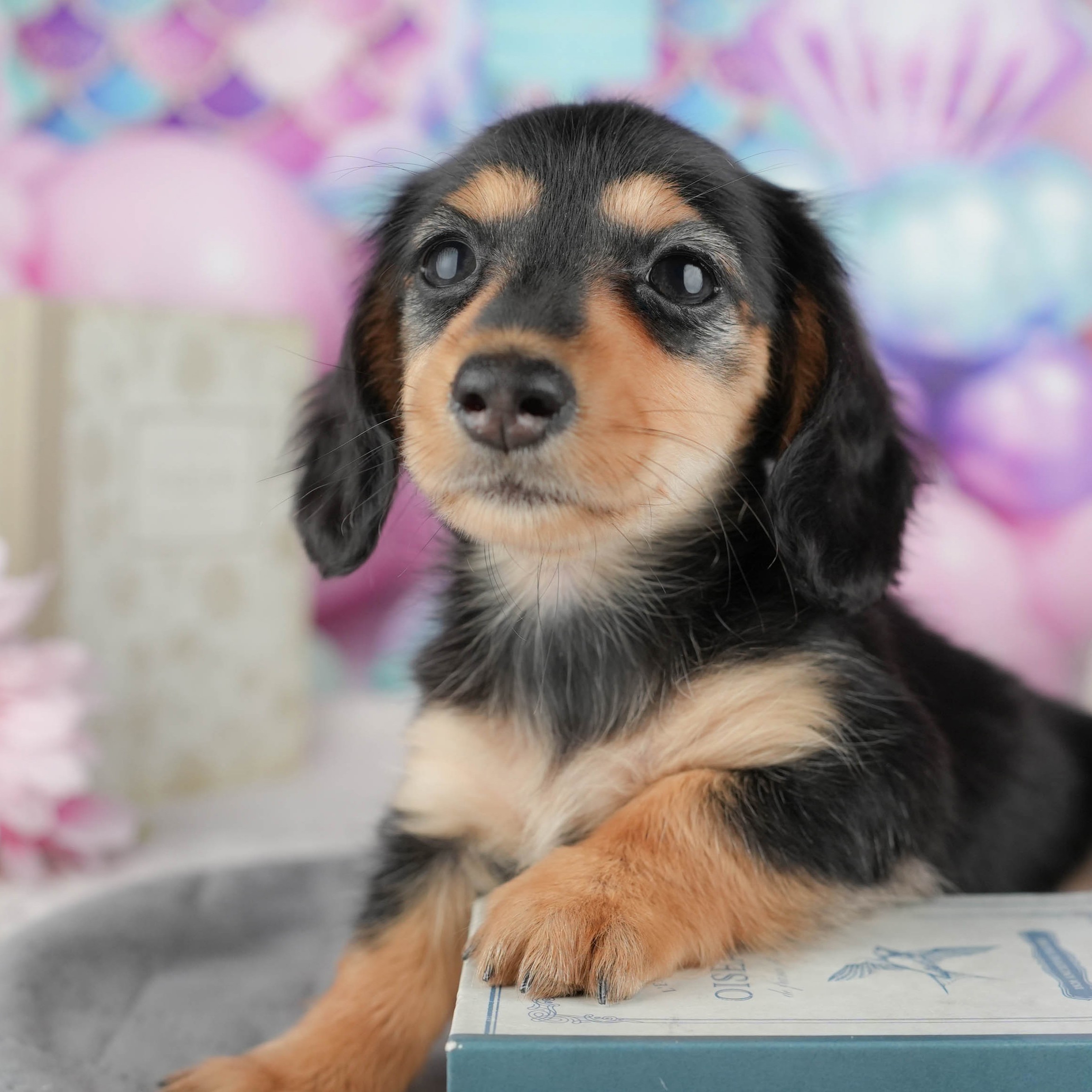 カニンヘン・ダックスフンド(ロング) | 女の子 | ブラック&タン | 2025年12月13日