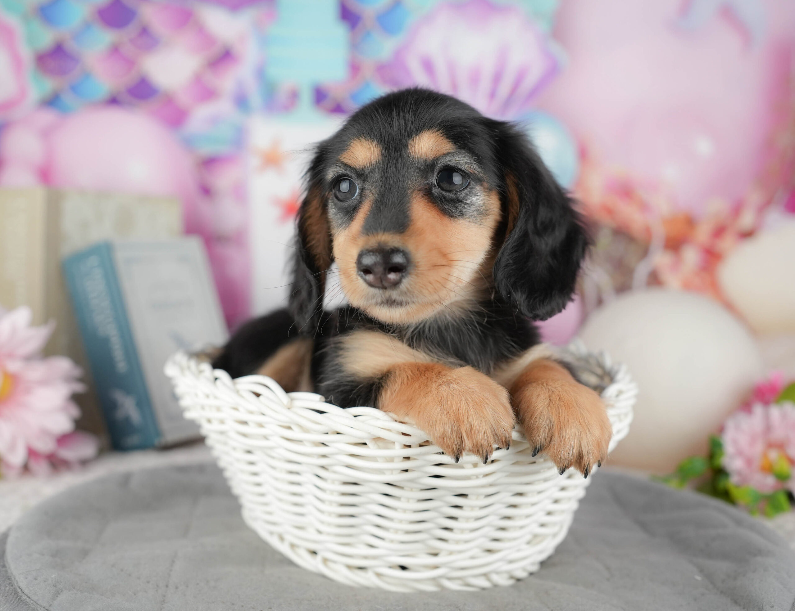 カニンヘン・ダックスフンド(ロング) | 女の子 | ブラック&タン | 2025年12月13日