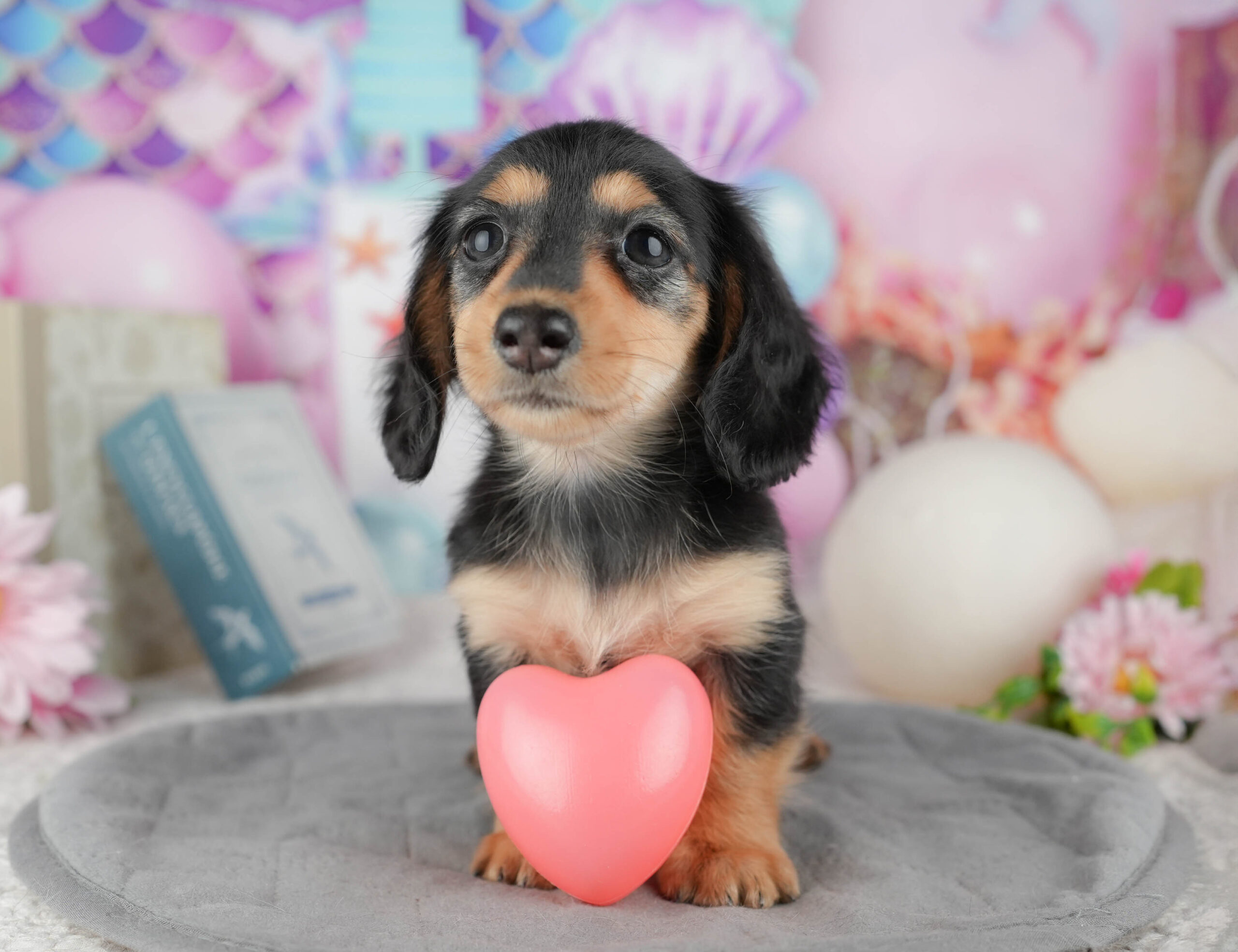 カニンヘン・ダックスフンド(ロング) | 女の子 | ブラック&タン | 2025年12月13日