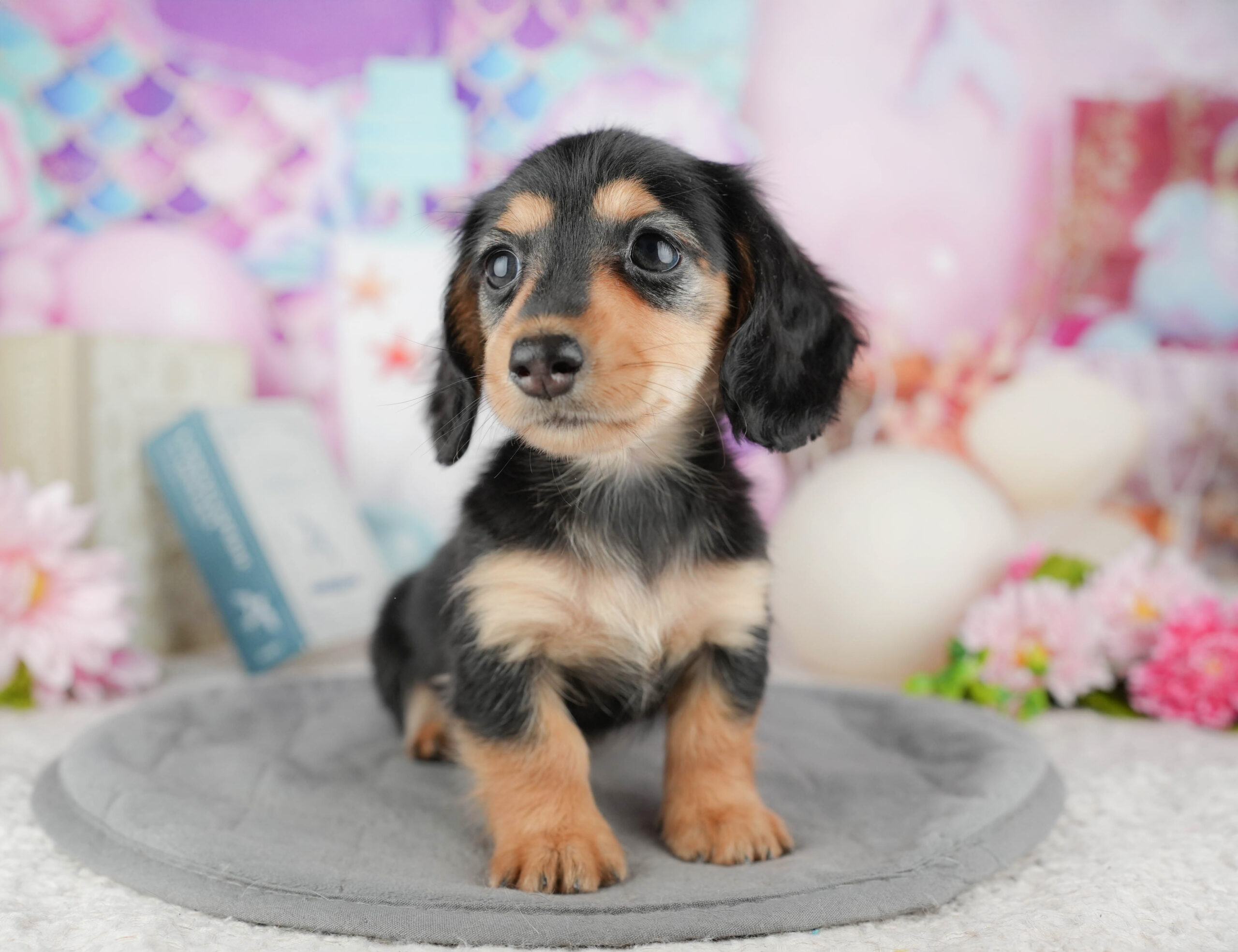 カニンヘン・ダックスフンド(ロング) | 女の子 | ブラック&タン | 2025年12月13日