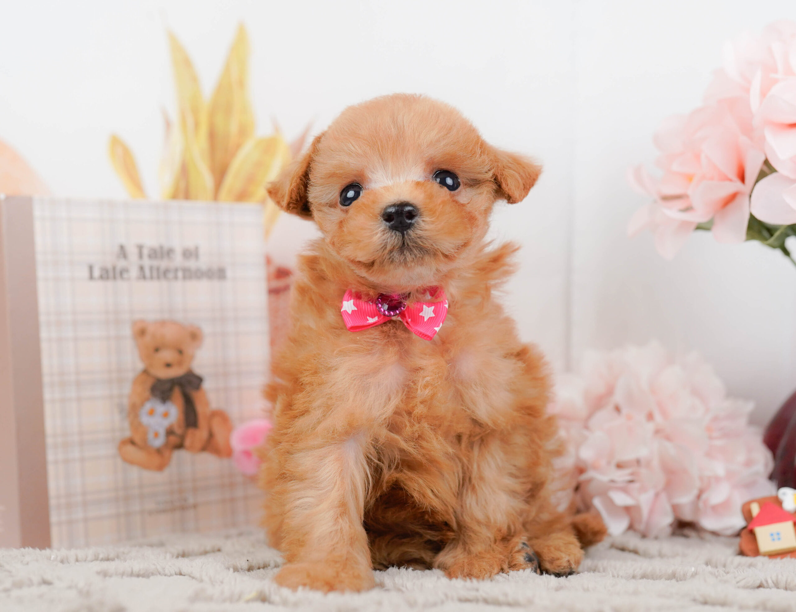 タイニー・プードル | 女の子 | レッド | 2025年12月13日