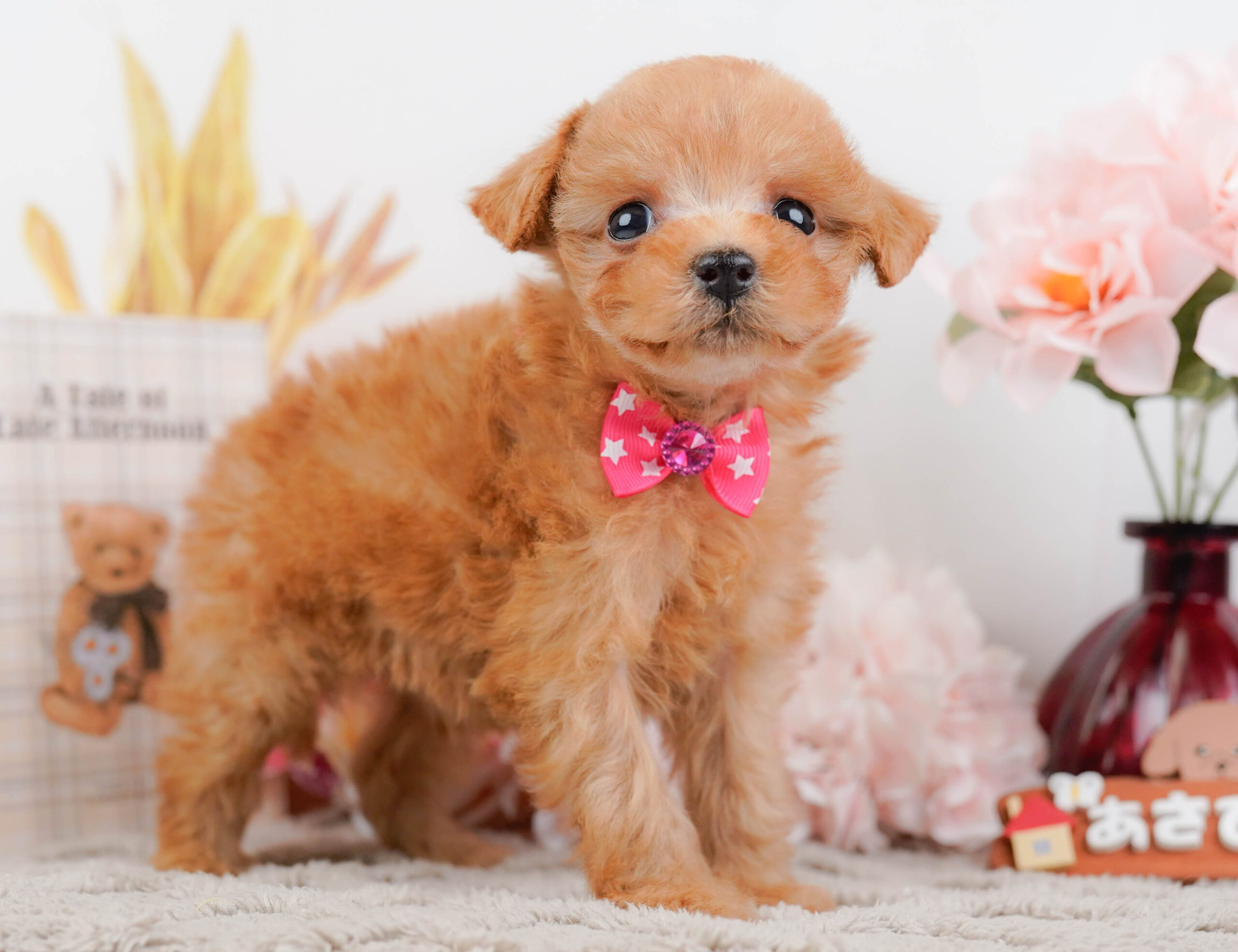 タイニー・プードル | 女の子 | レッド | 2025年12月13日