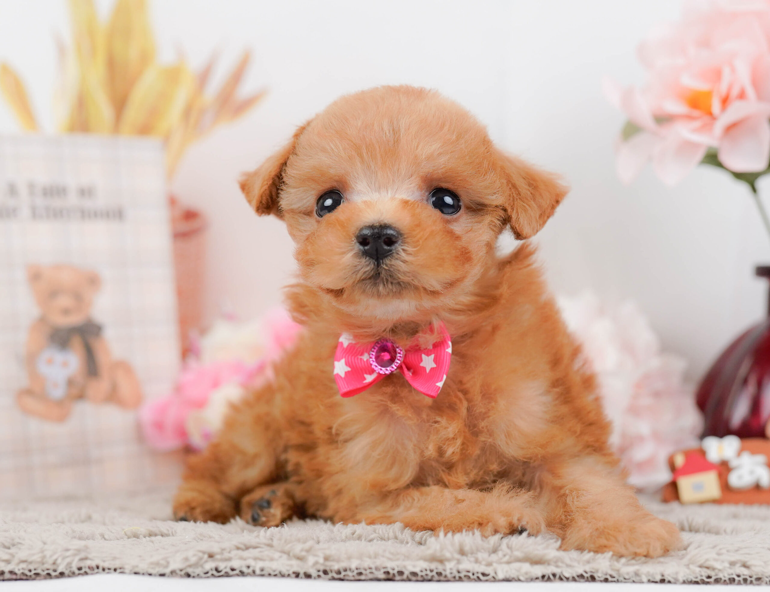 タイニー・プードル | 女の子 | レッド | 2025年12月13日