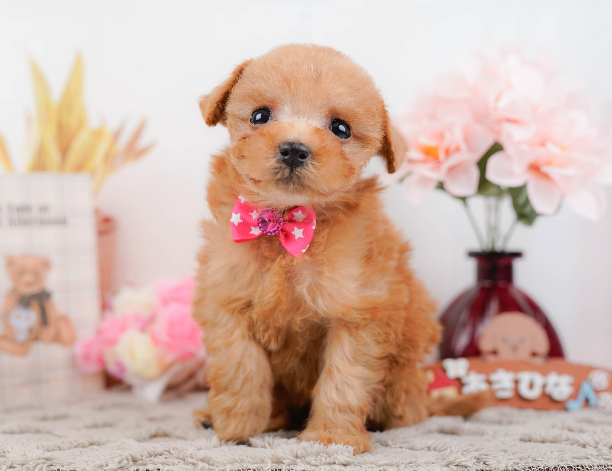 タイニー・プードル | 女の子 | レッド | 2025年12月13日