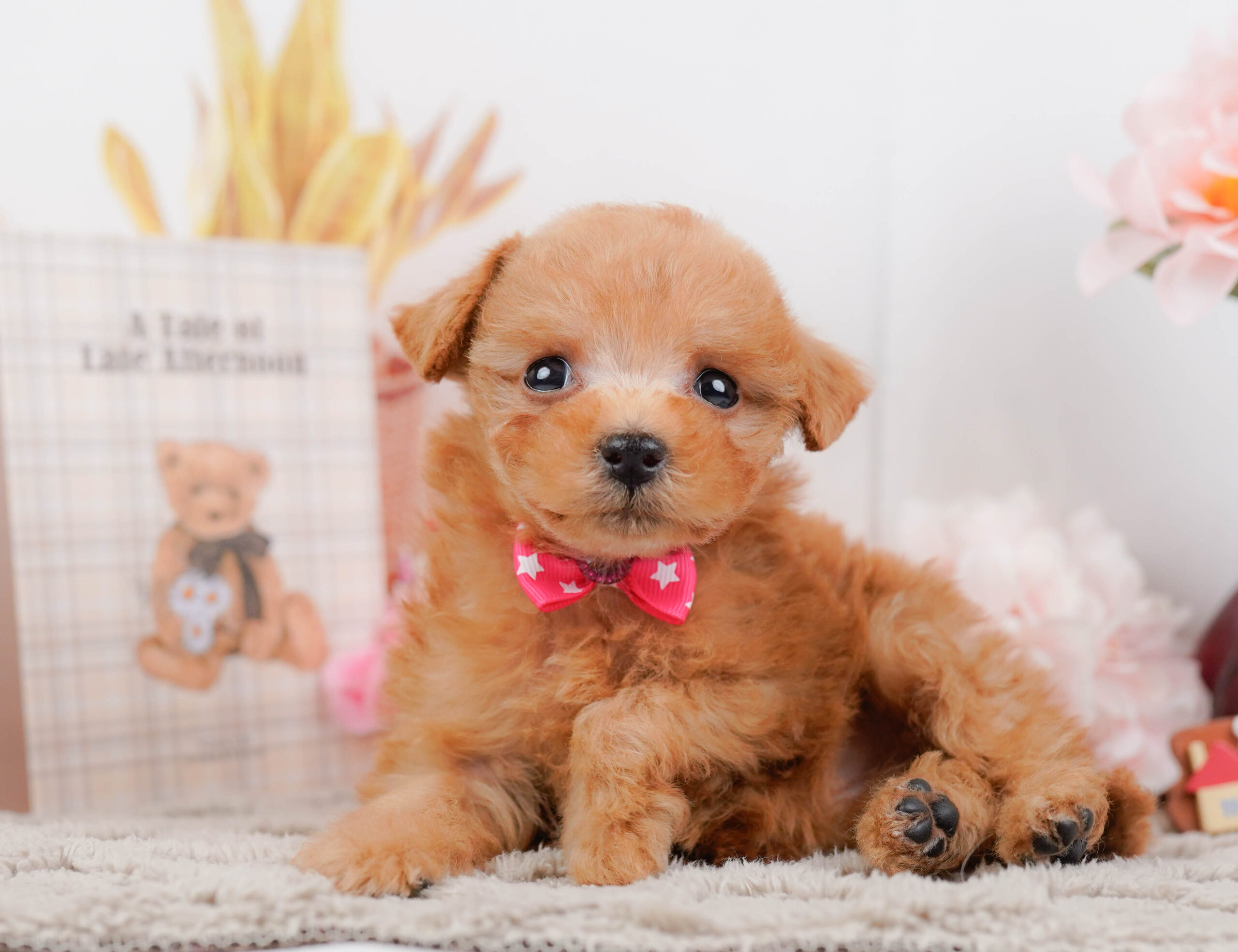 タイニー・プードル | 女の子 | レッド | 2025年12月13日