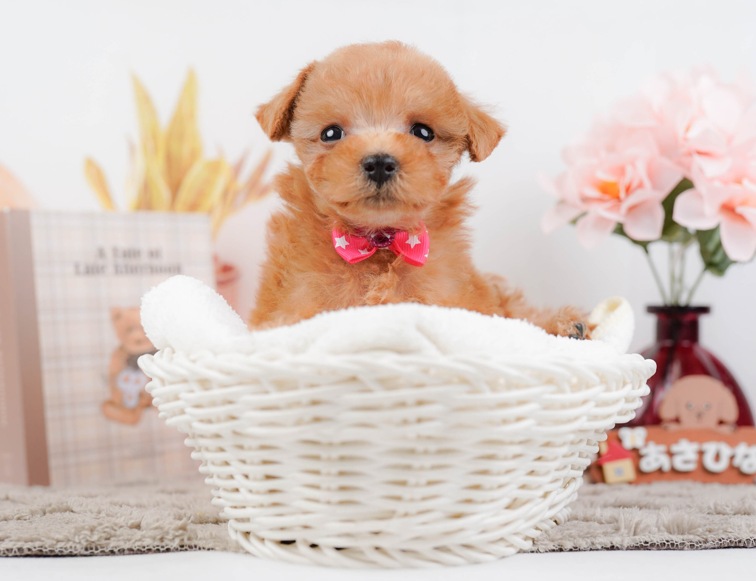 タイニー・プードル | 女の子 | レッド | 2025年12月13日