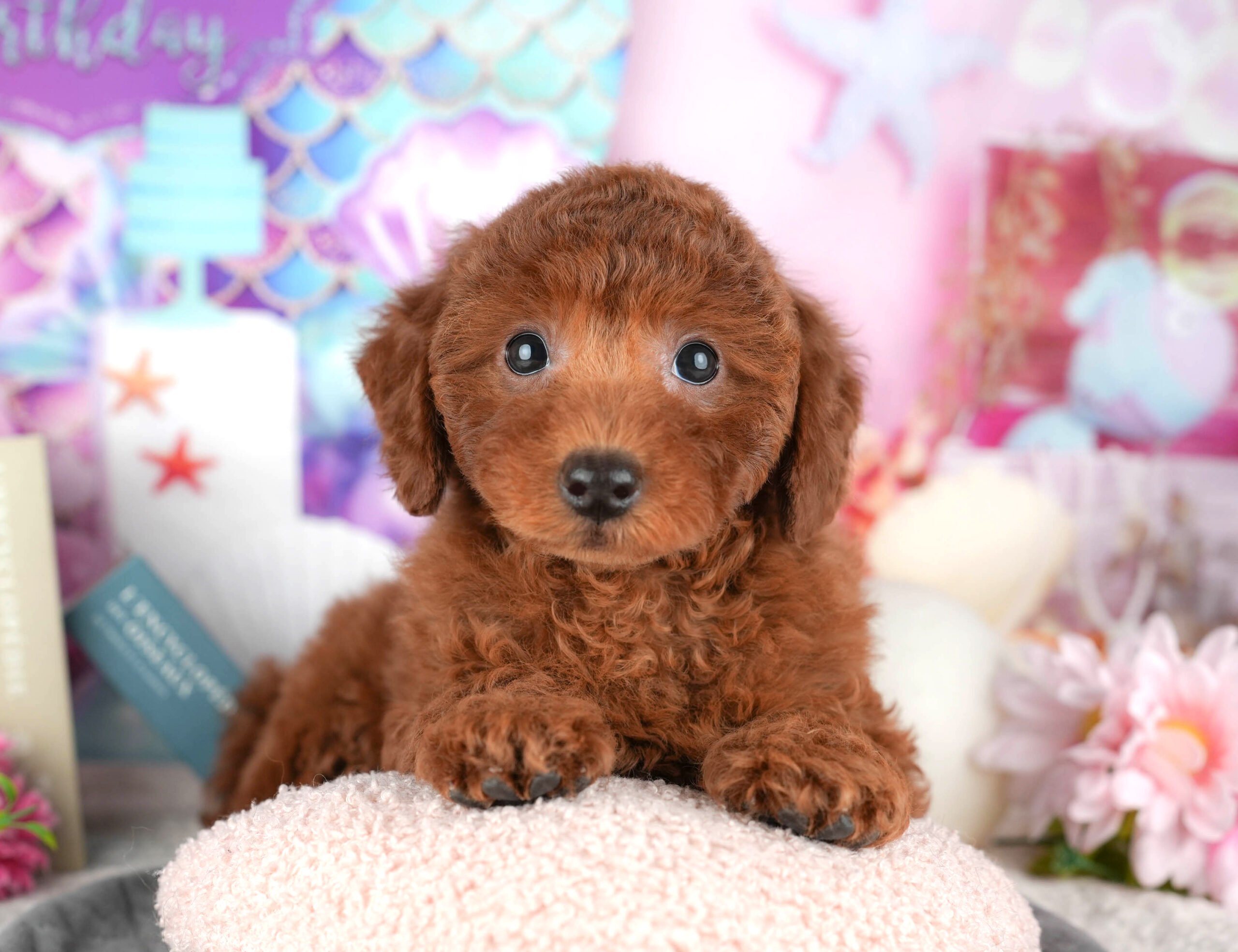 トイ・プードル | 女の子 | レッド | 2025年12月13日