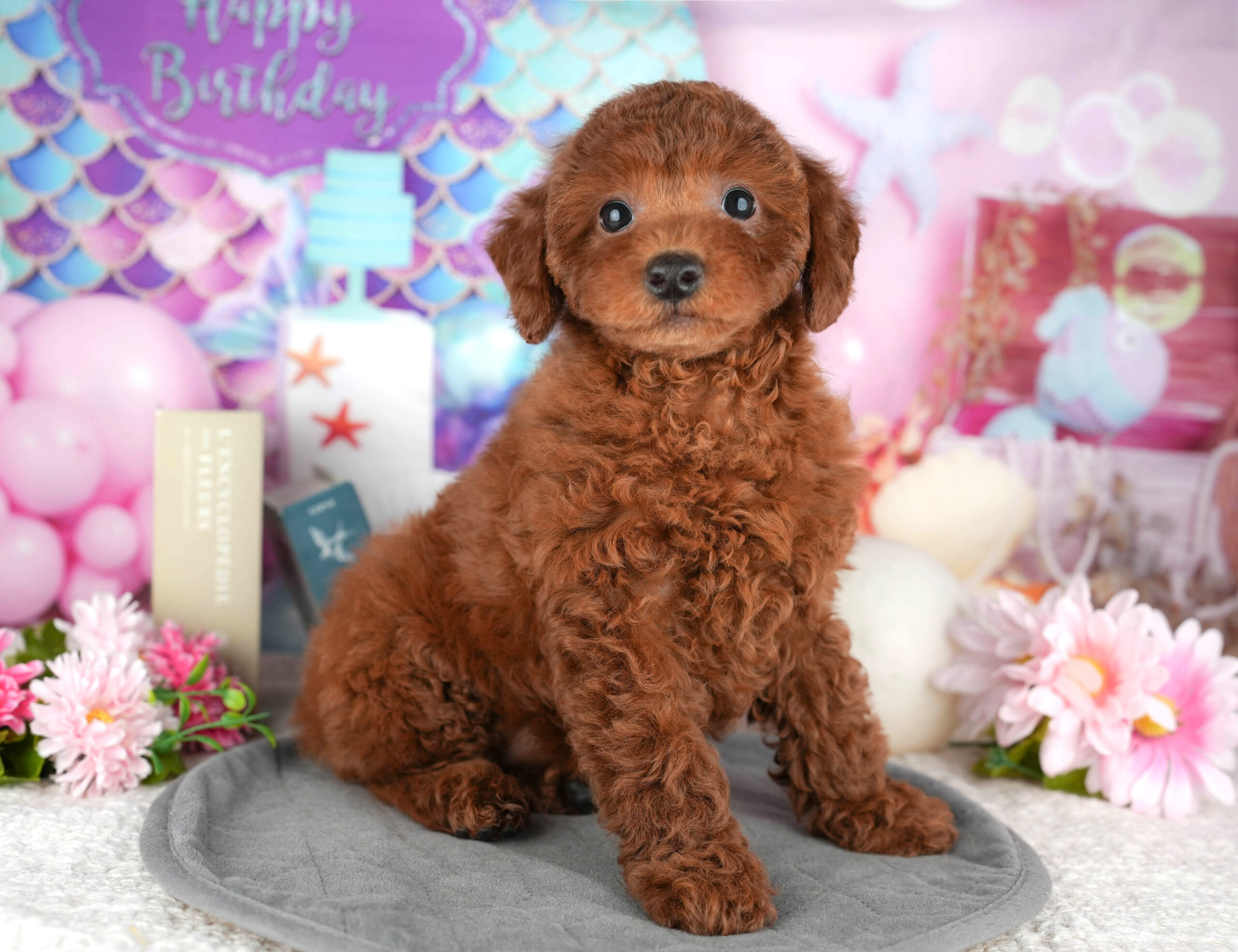 トイ・プードル | 女の子 | レッド | 2025年12月13日